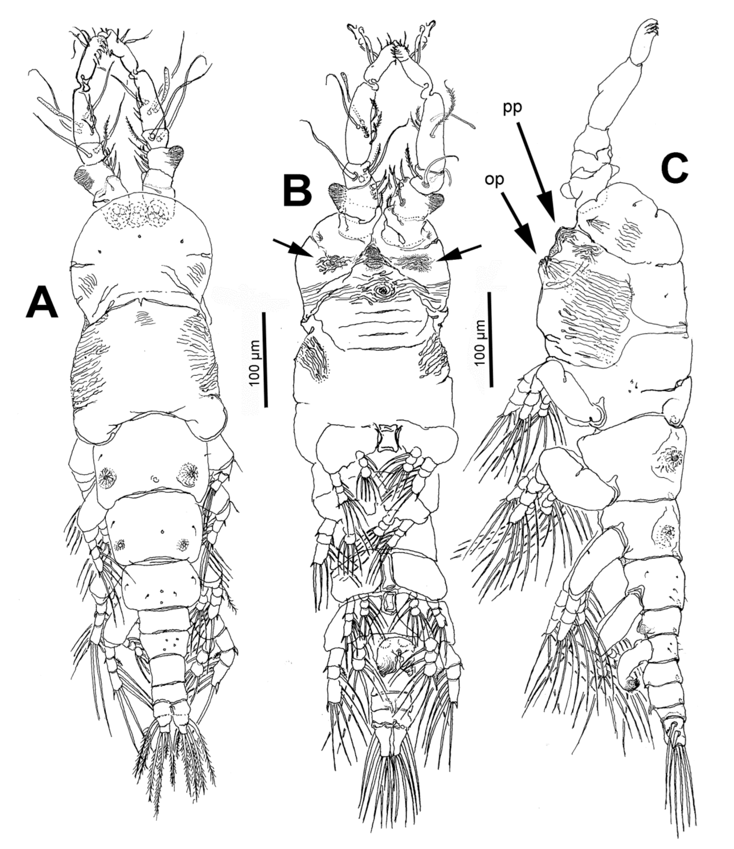 Diversity 13 00241 g002