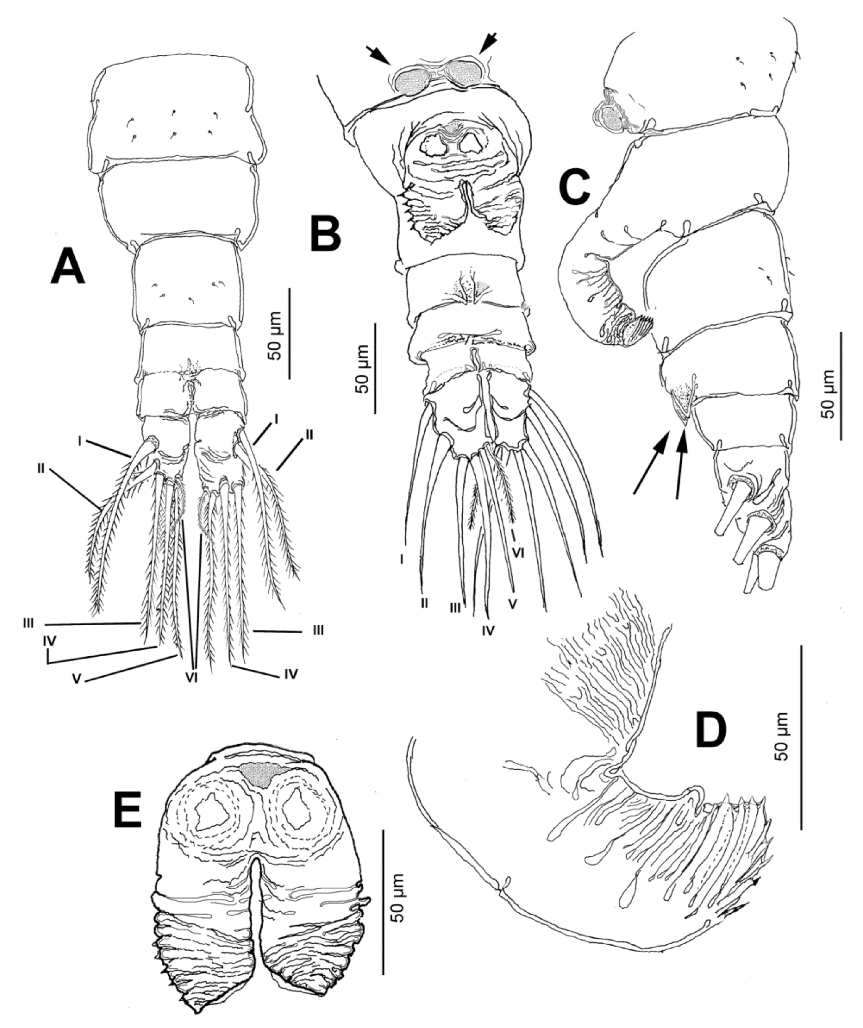 Diversity 13 00241 g005