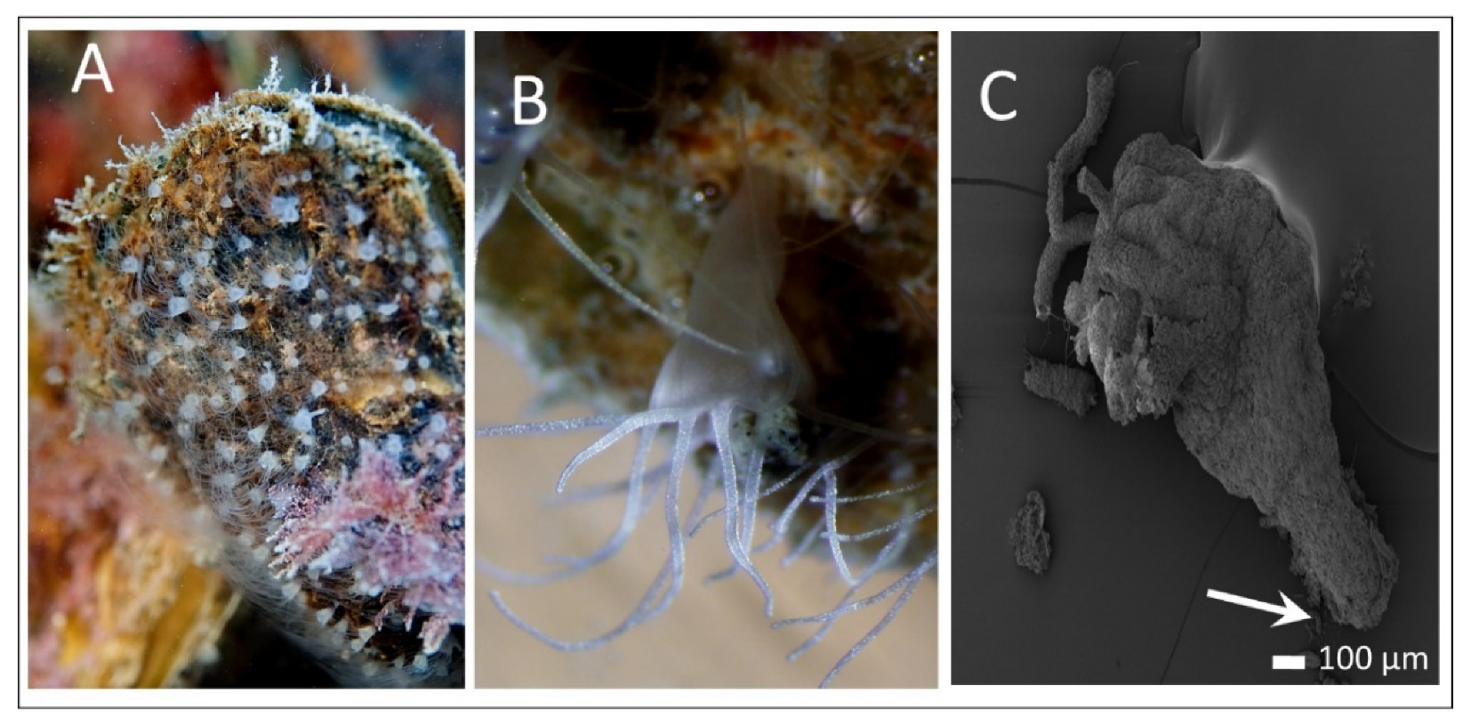 Diversity 13 00244 g001 Diversity 13 00244 g001