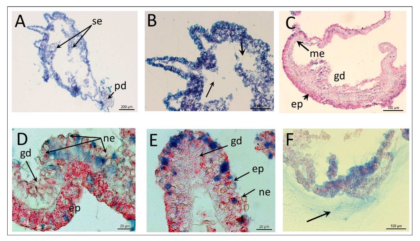 Diversity 13 00244 g002 Diversity 13 00244 g002