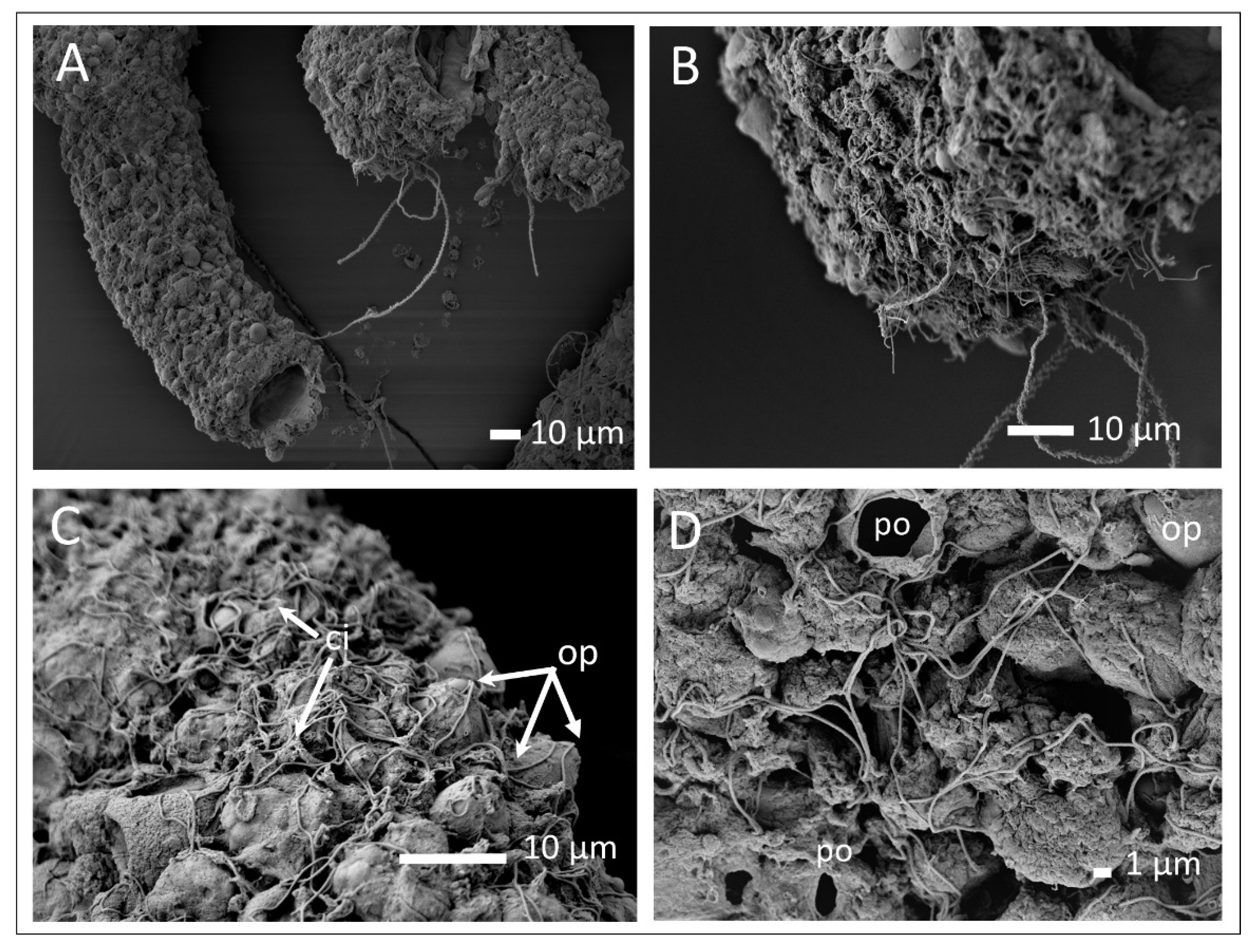 Diversity 13 00244 g003 Diversity 13 00244 g003