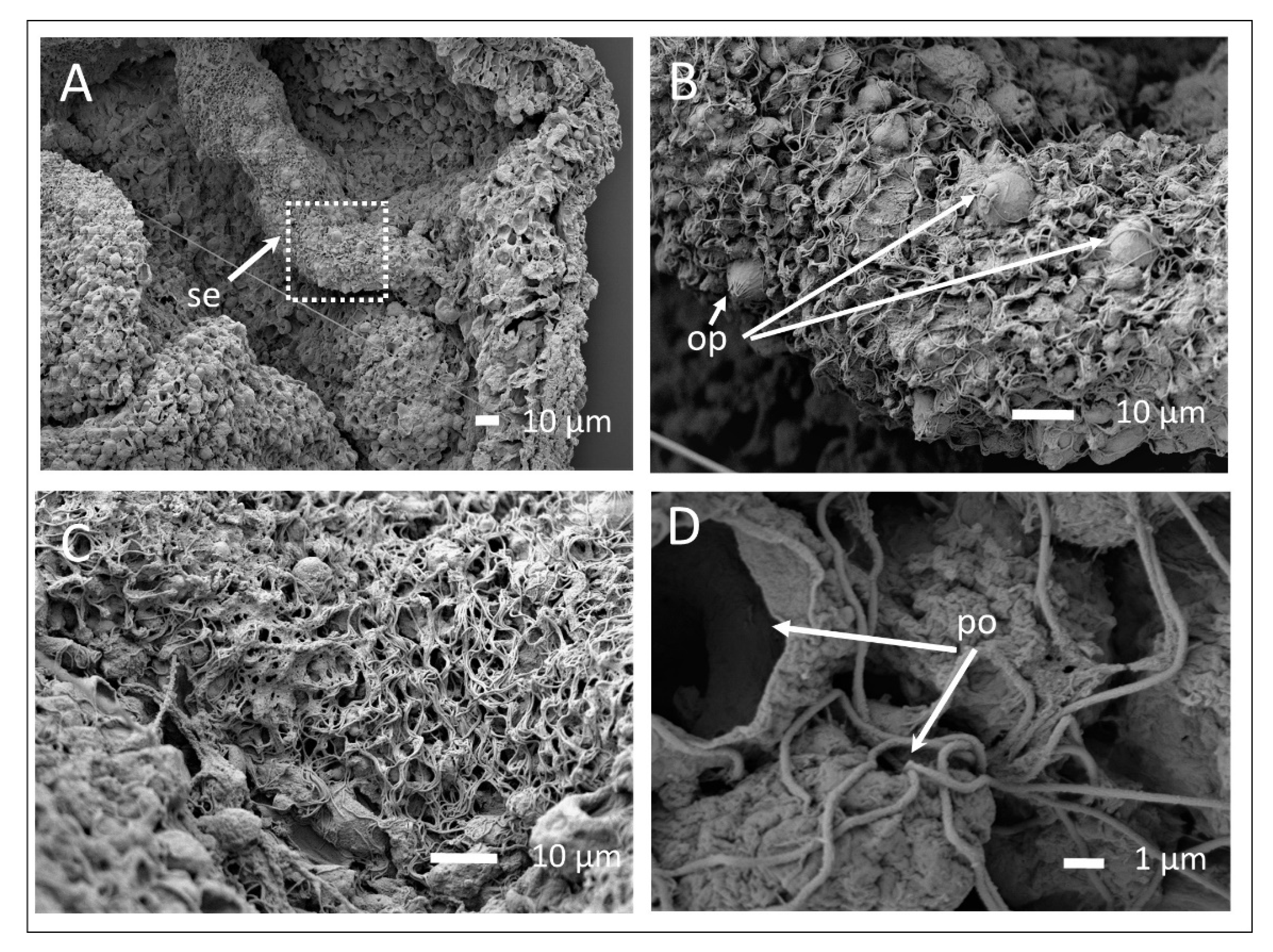 Diversity 13 00244 g004 Diversity 13 00244 g004