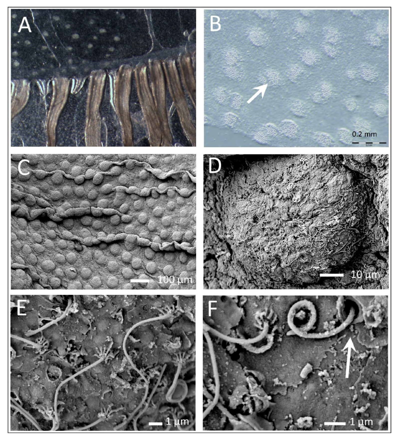 Diversity 13 00244 g005 Diversity 13 00244 g005