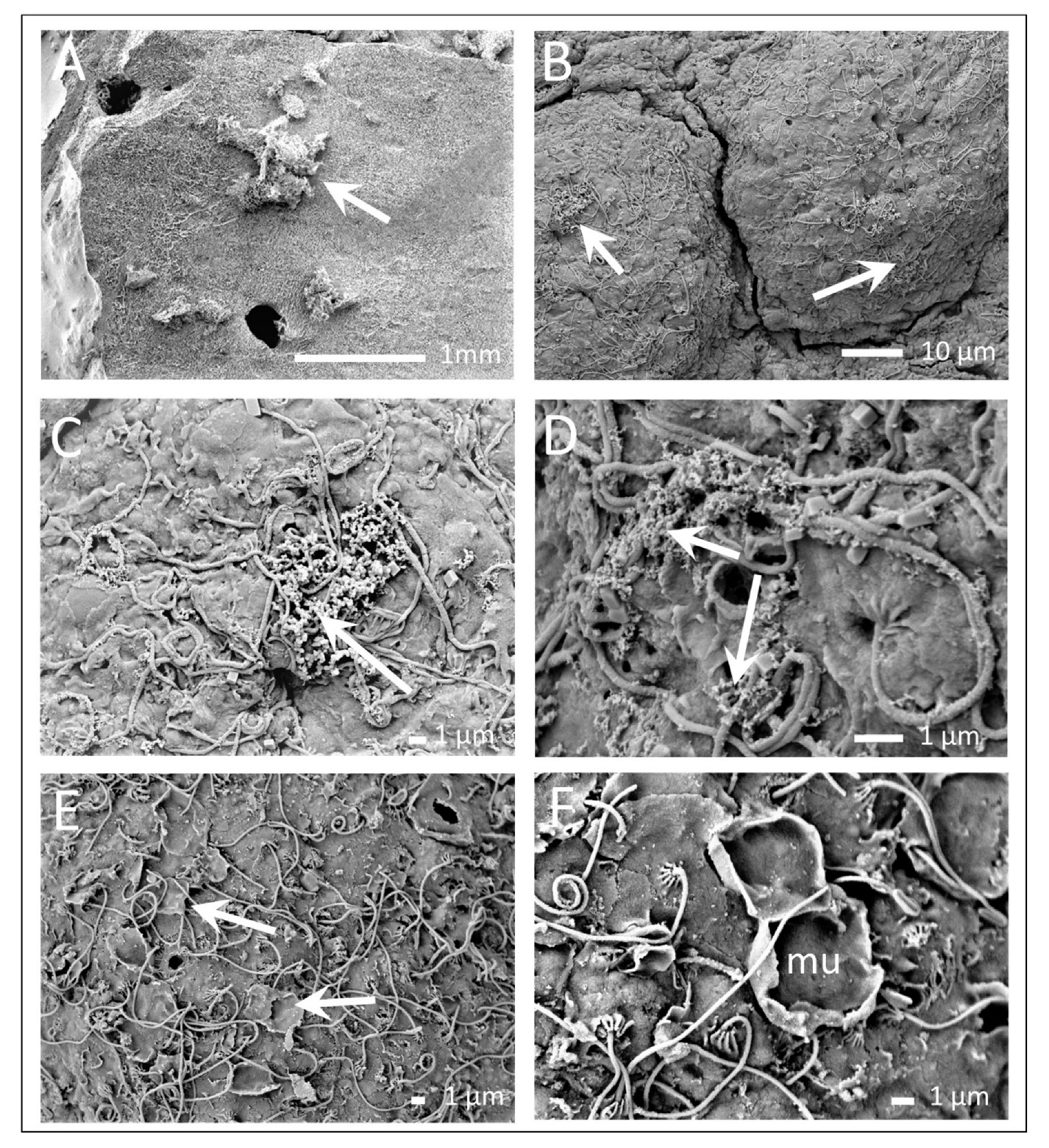 Diversity 13 00244 g006 Diversity 13 00244 g006