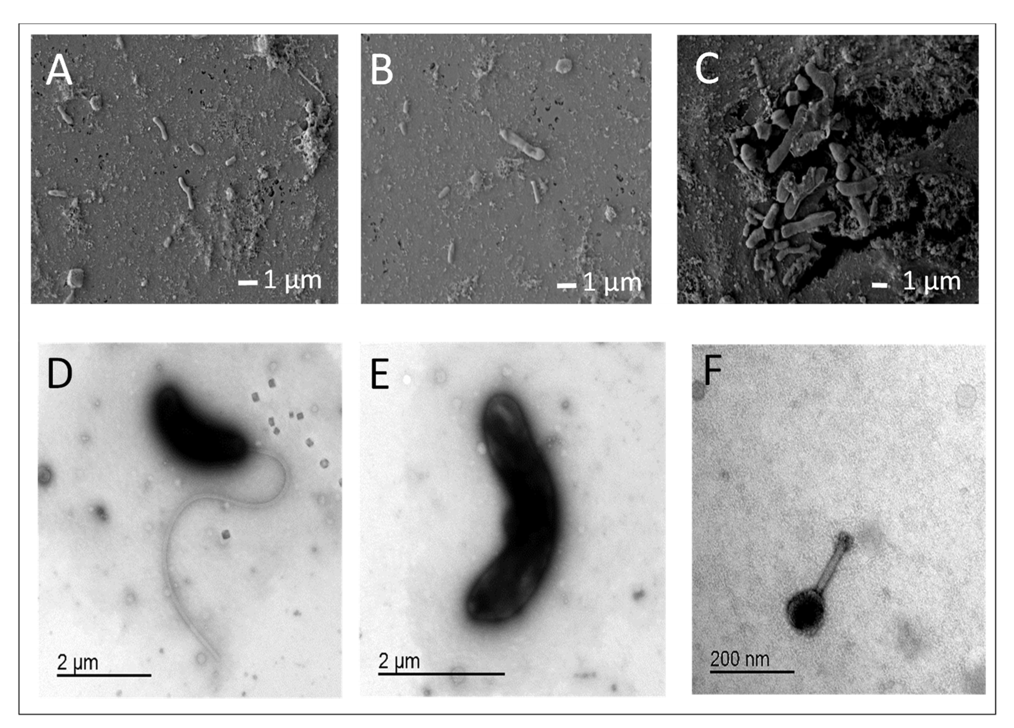 Diversity 13 00244 g007 Diversity 13 00244 g007