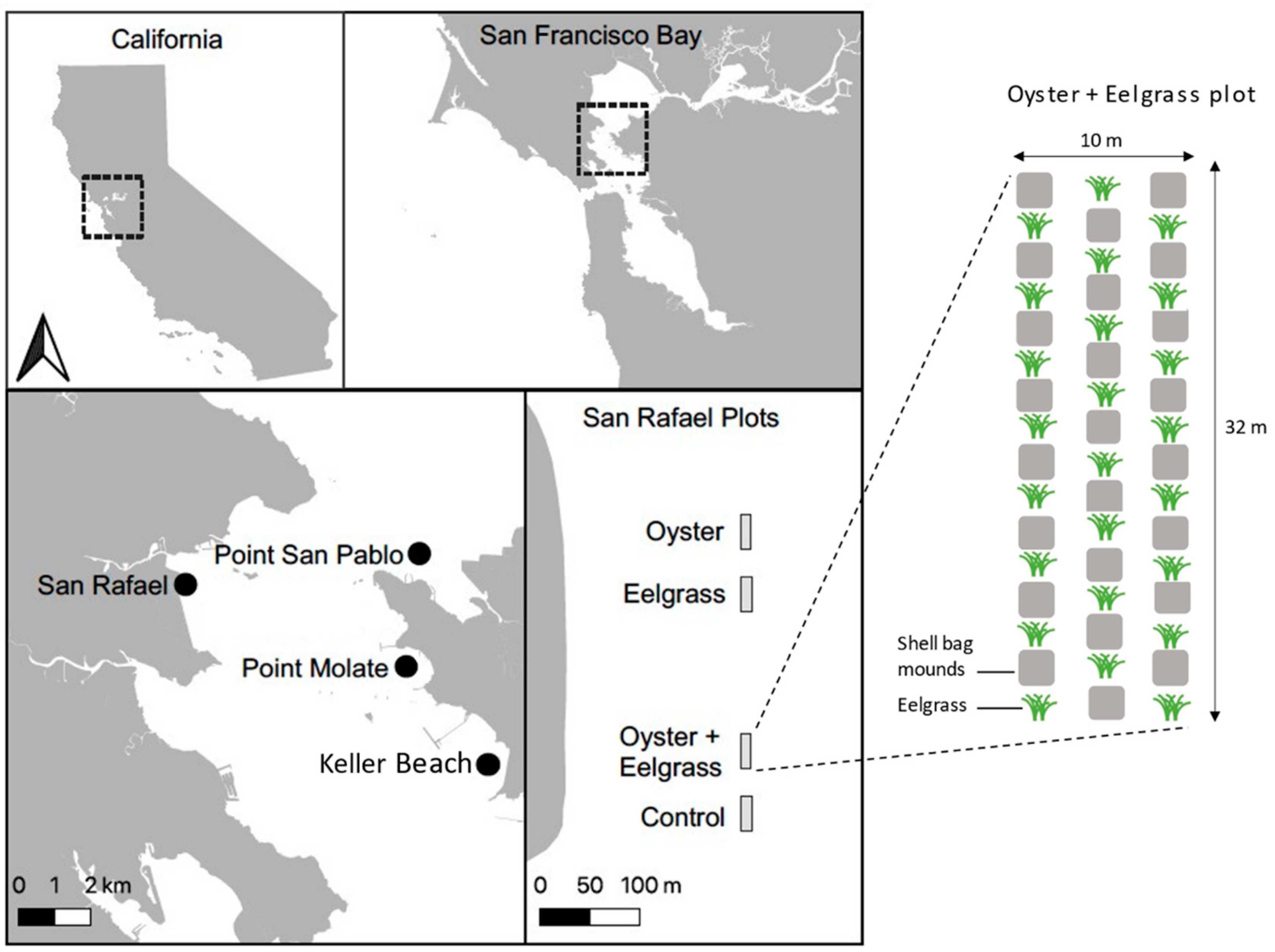 Seagrass and Oyster Reef Restoration in Living Shorelines: Effects 