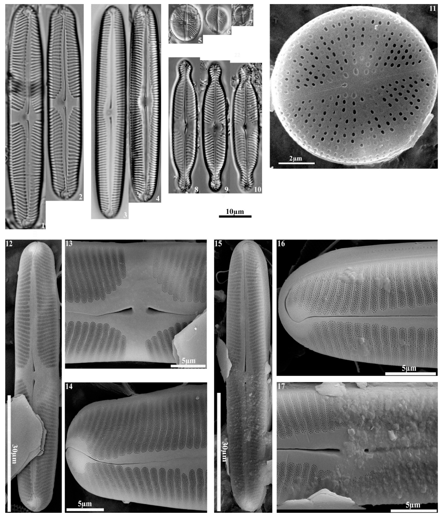 Diversity 13 00256 g004