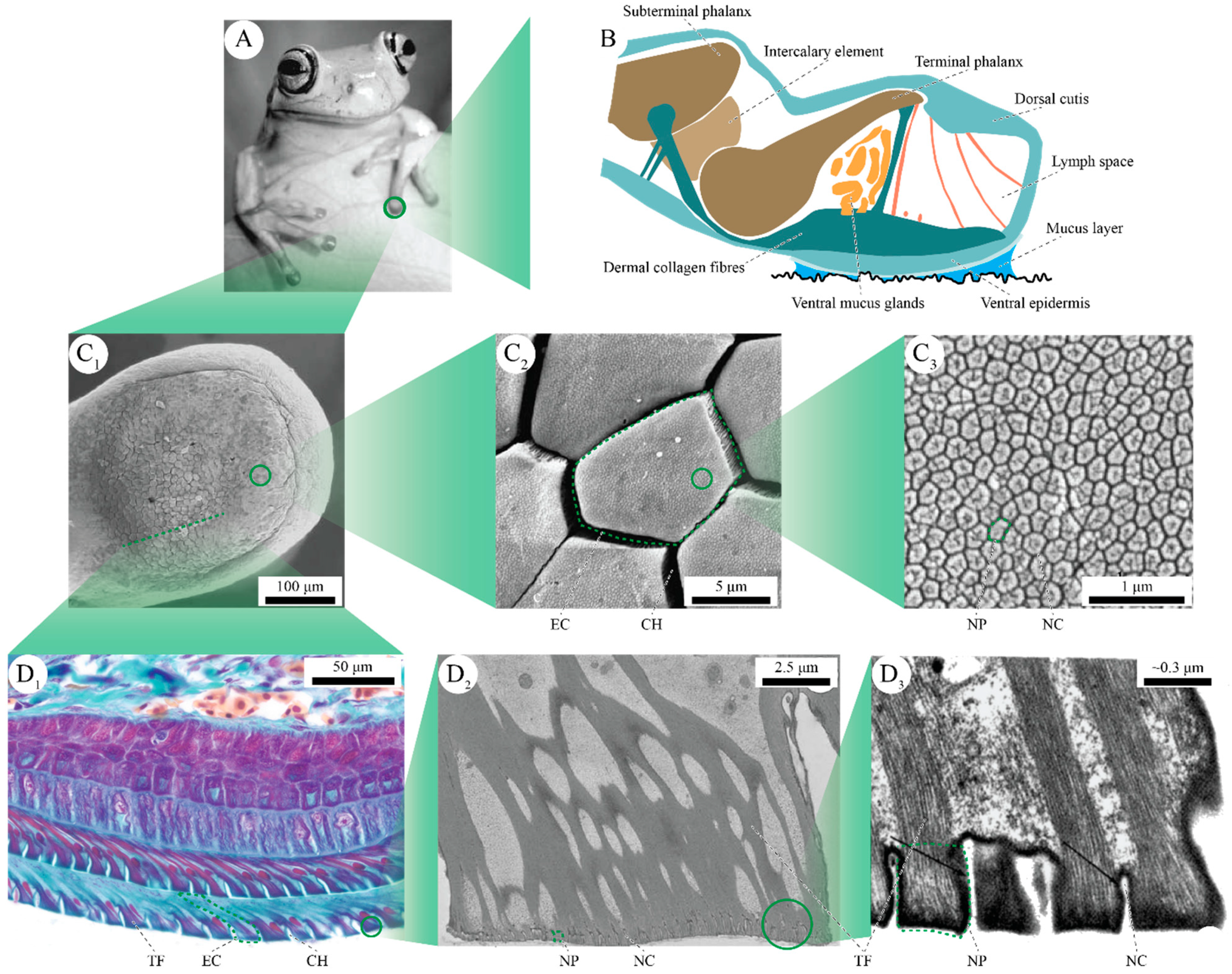 Diversity 13 00262 g001