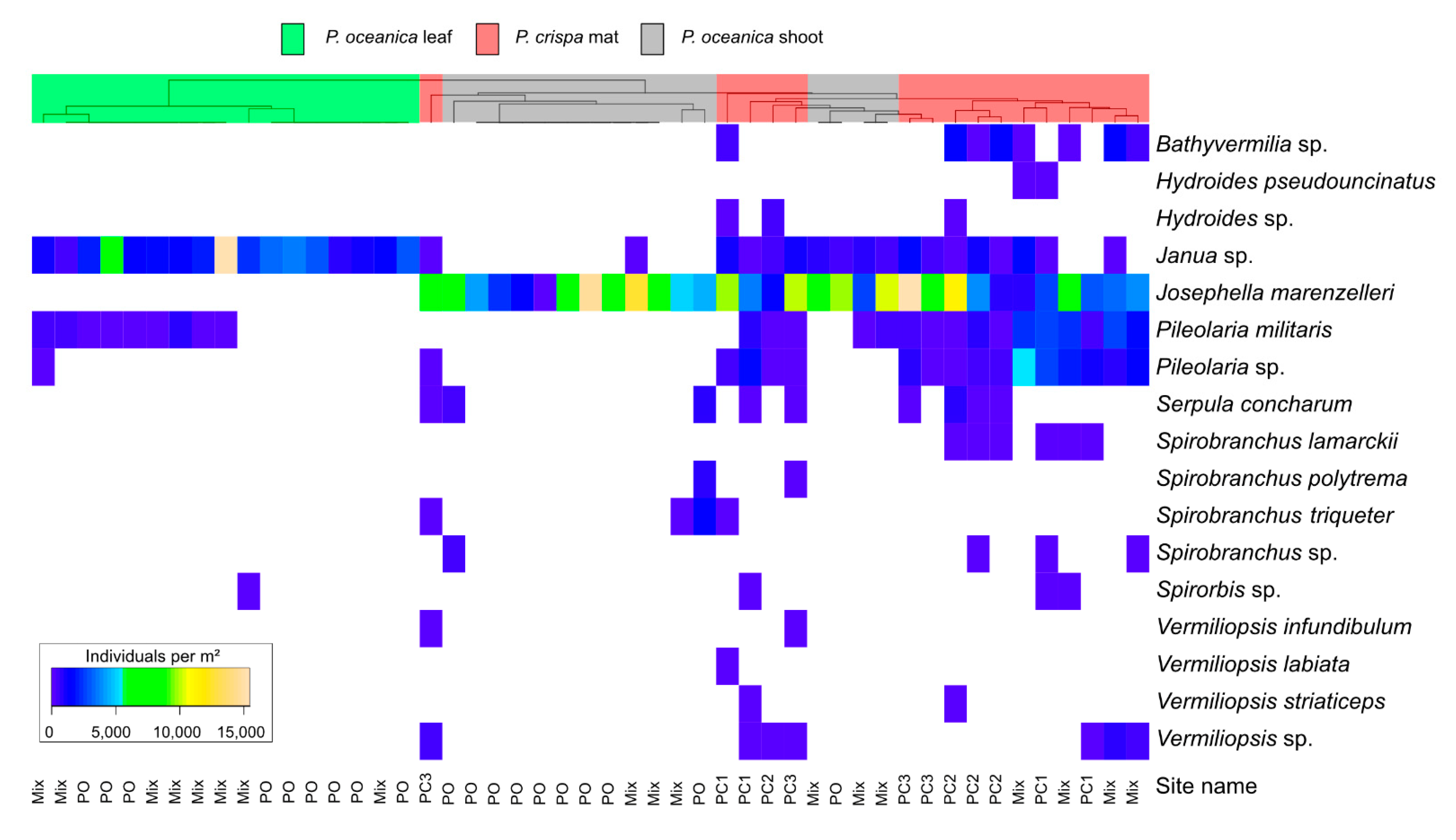 Diversity 13 00265 g004