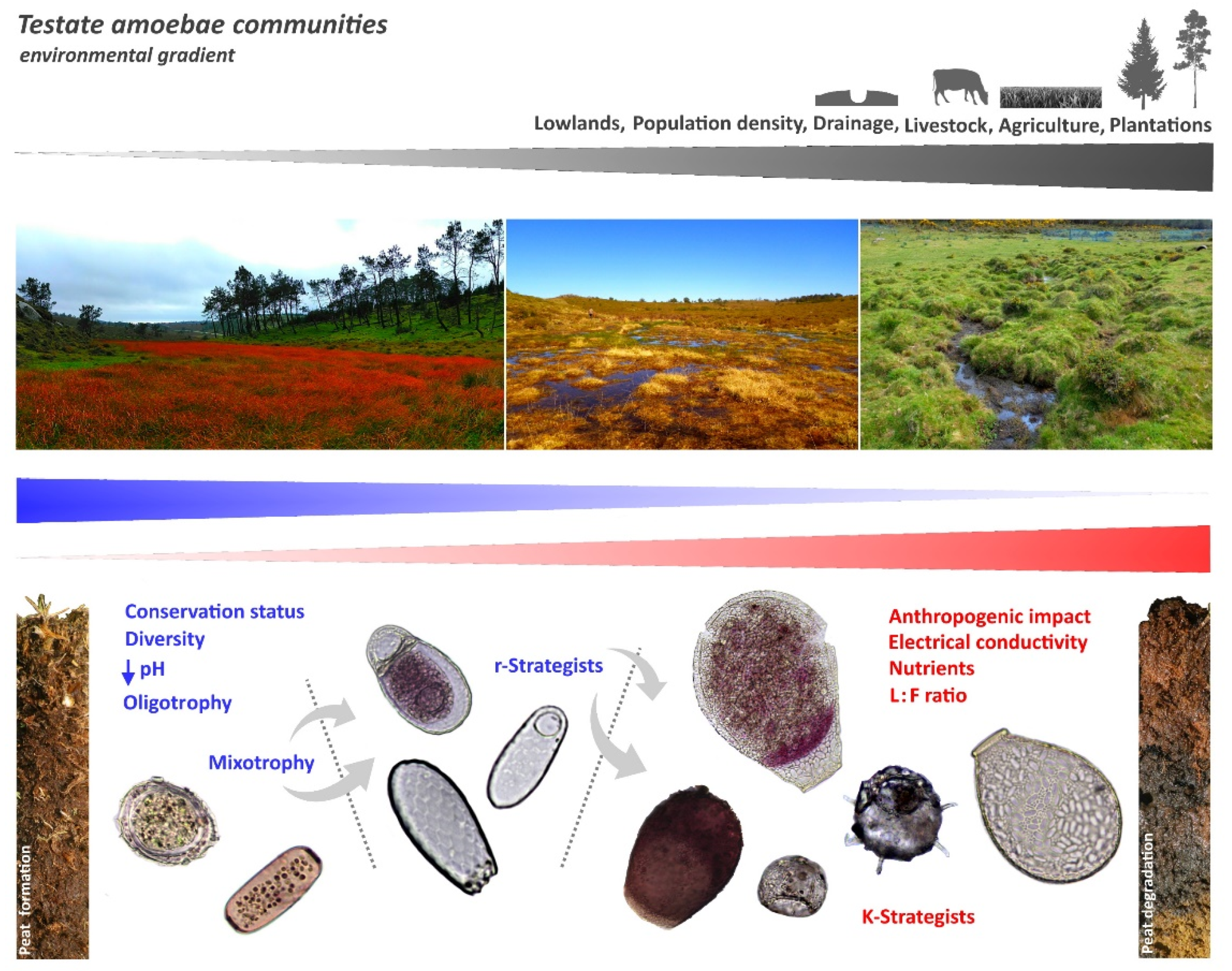 Diversity 13 00269 g004