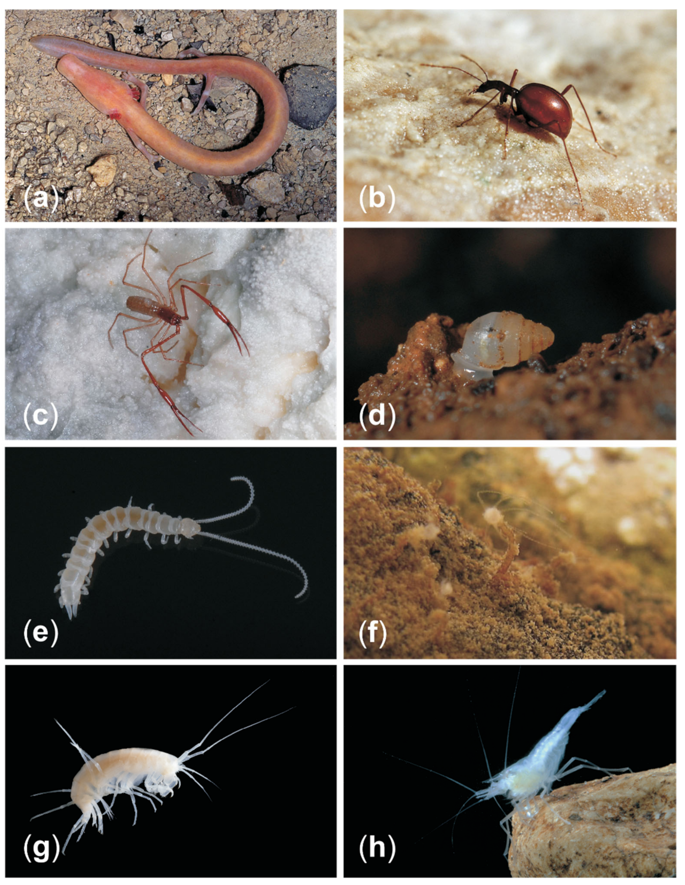 Diversity 13 00271 g005 Diversity 13 00271 g005