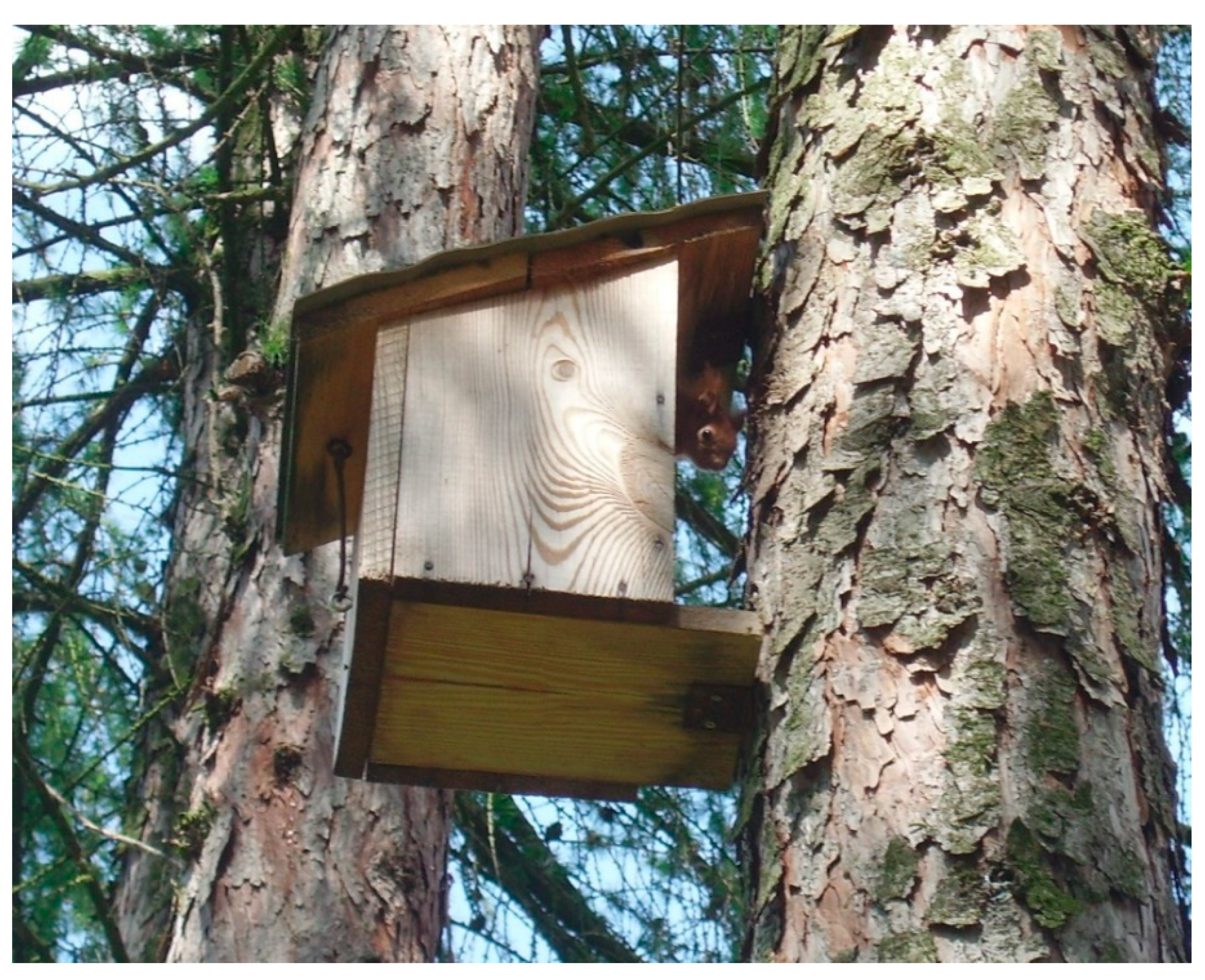 squirrel nest in pine tree