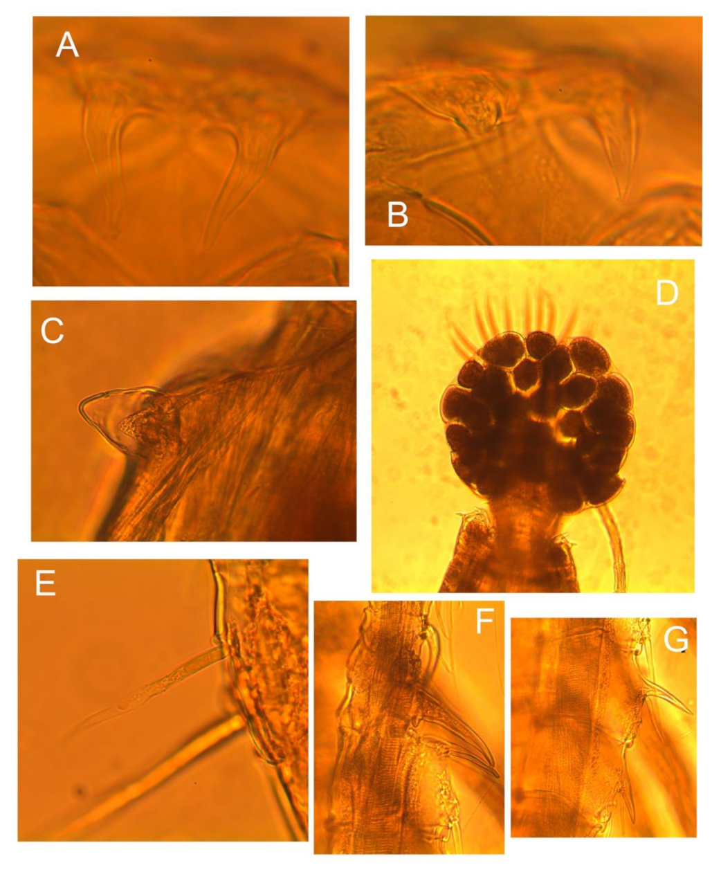 Diversity 13 00279 g003 Diversity 13 00279 g003