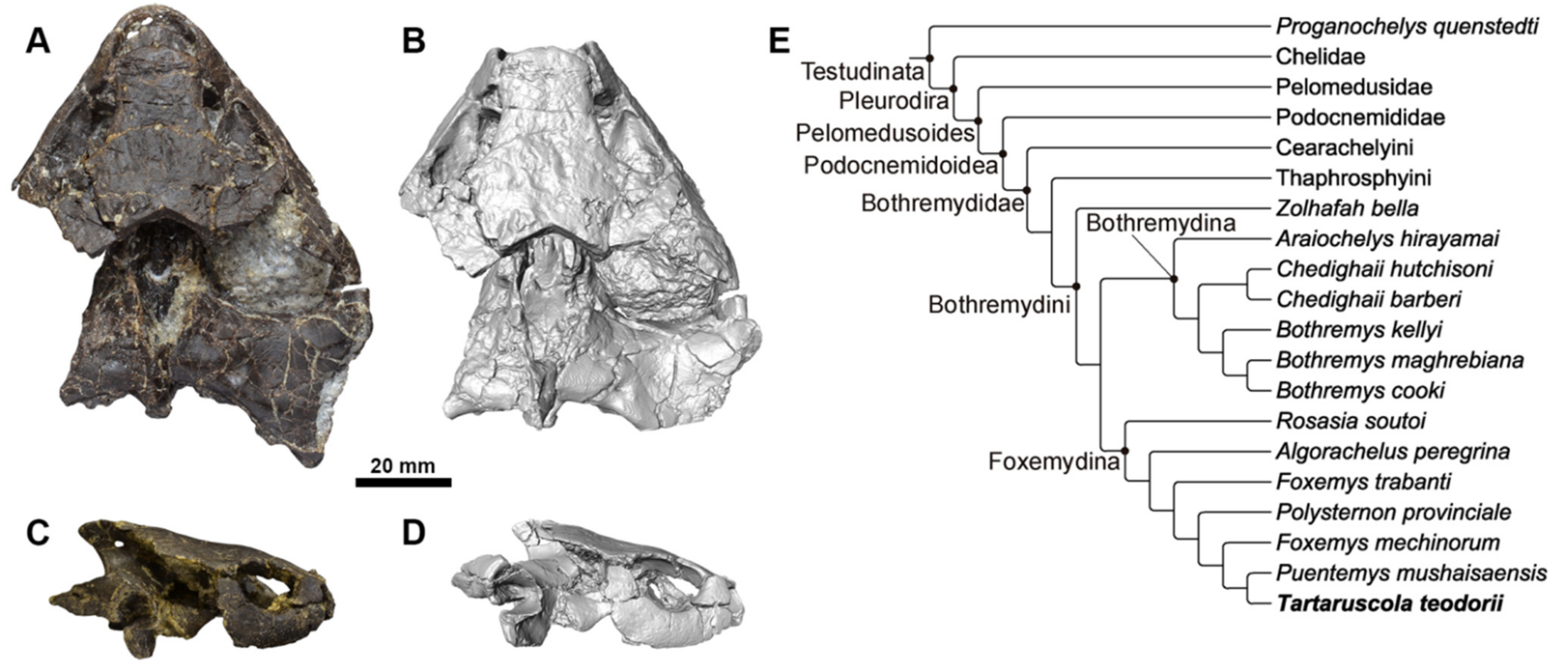 Diversity 13 00298 g001 550