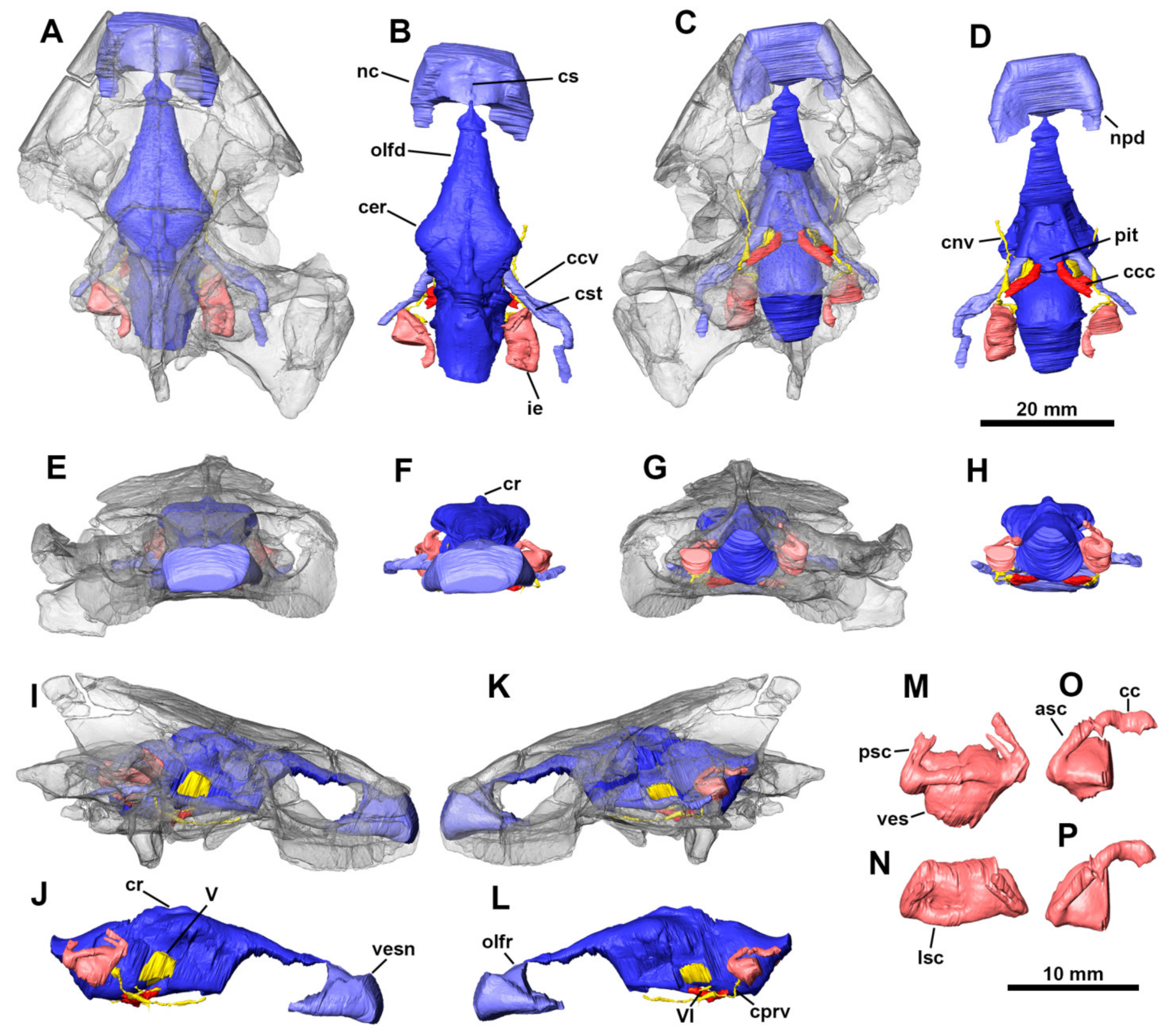Diversity 13 00298 g005 550