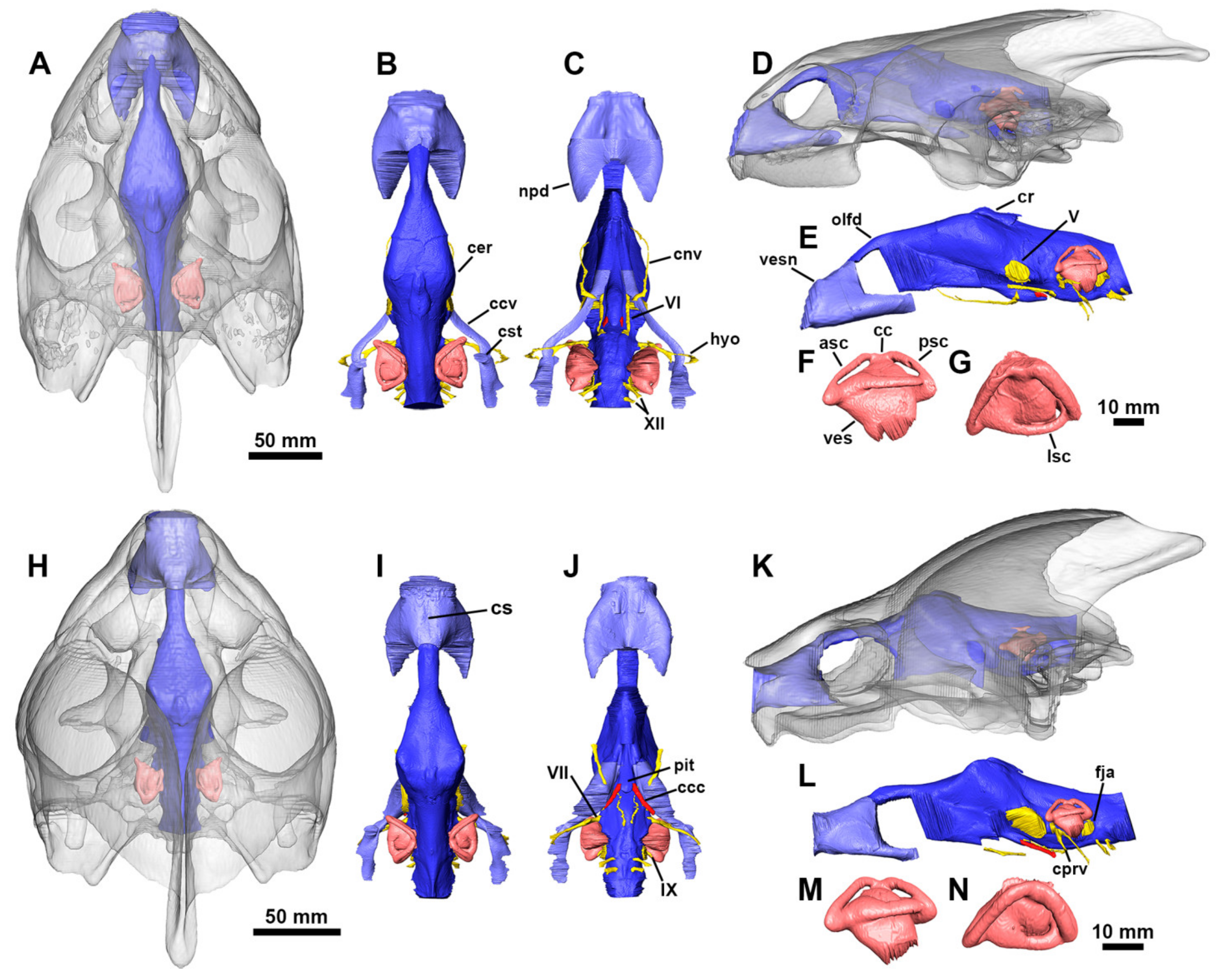 Diversity 13 00298 g007 550
