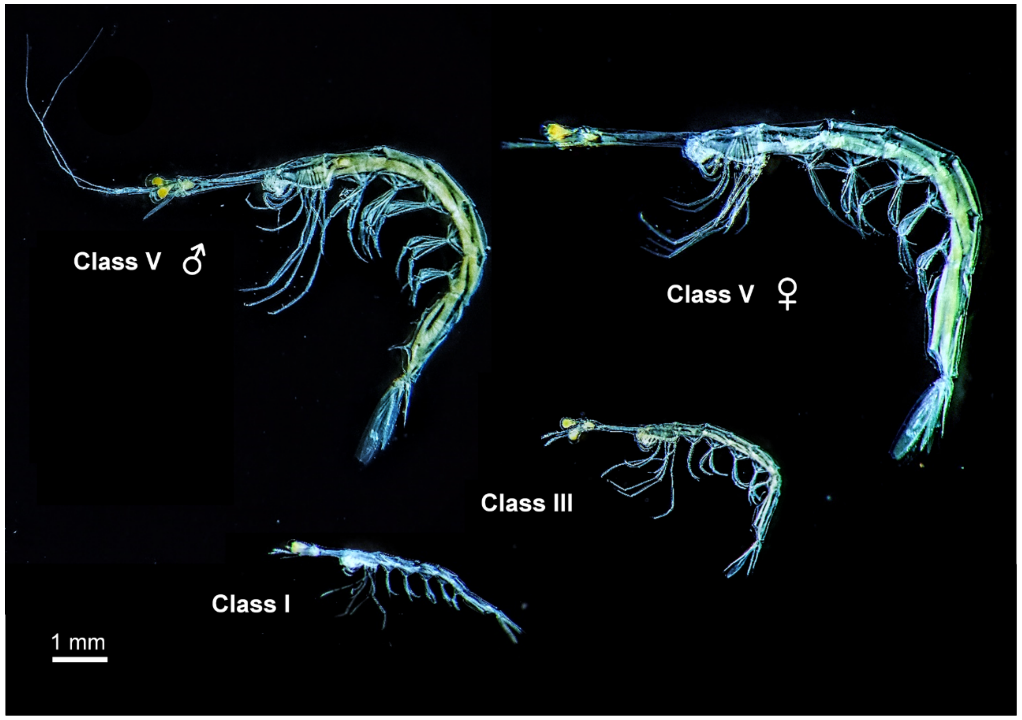 Diversity 13 00301 g008 Diversity 13 00301 g008