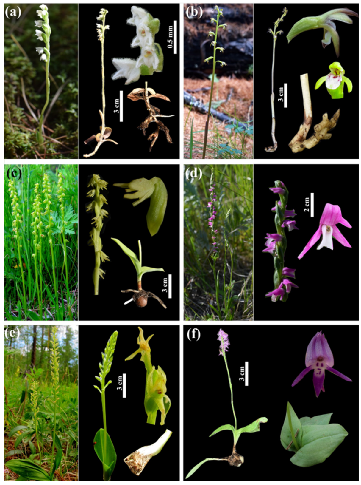 Diversity 13 00302 g001 Diversity 13 00302 g001