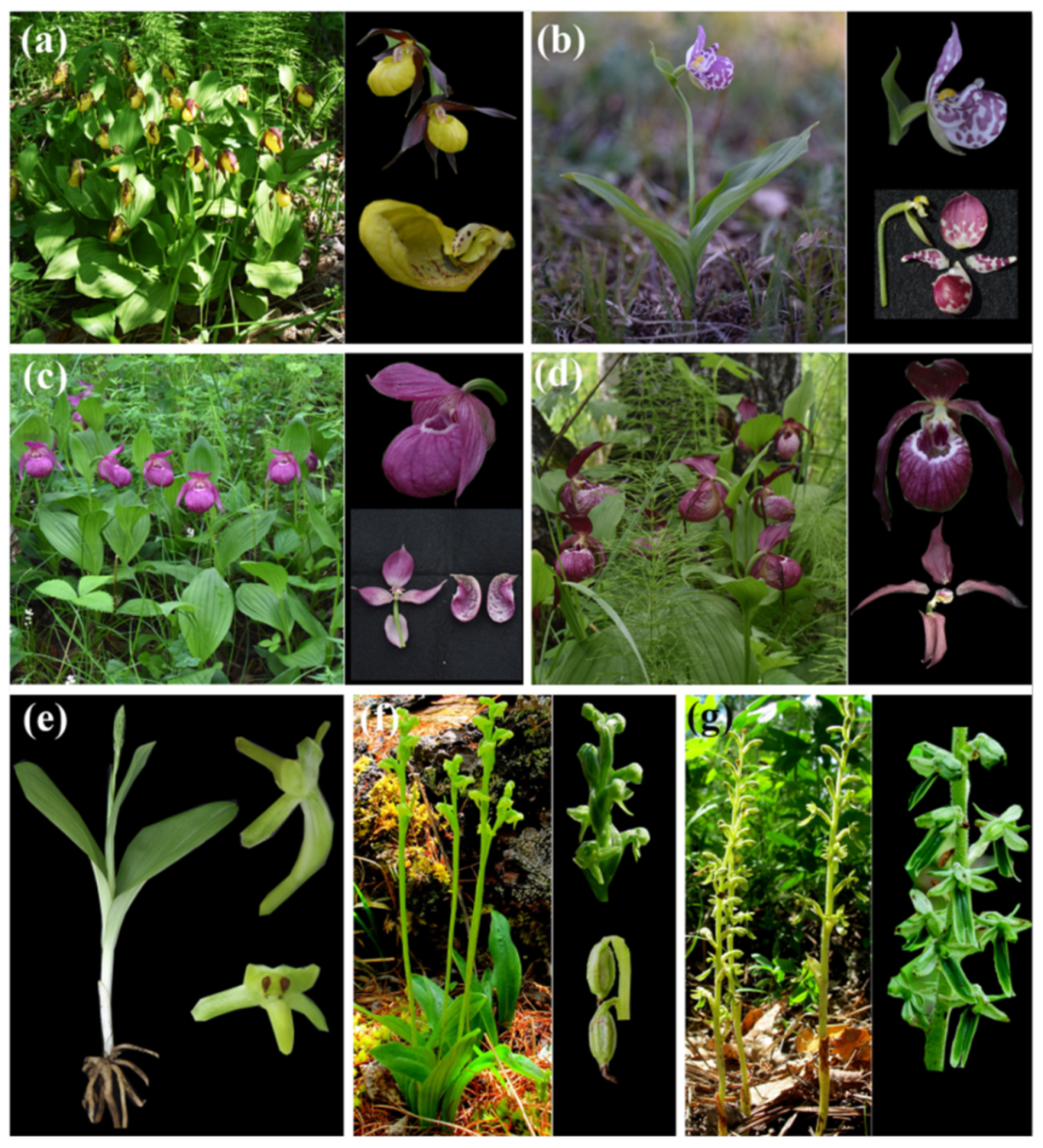 Diversity 13 00302 g002 Diversity 13 00302 g002