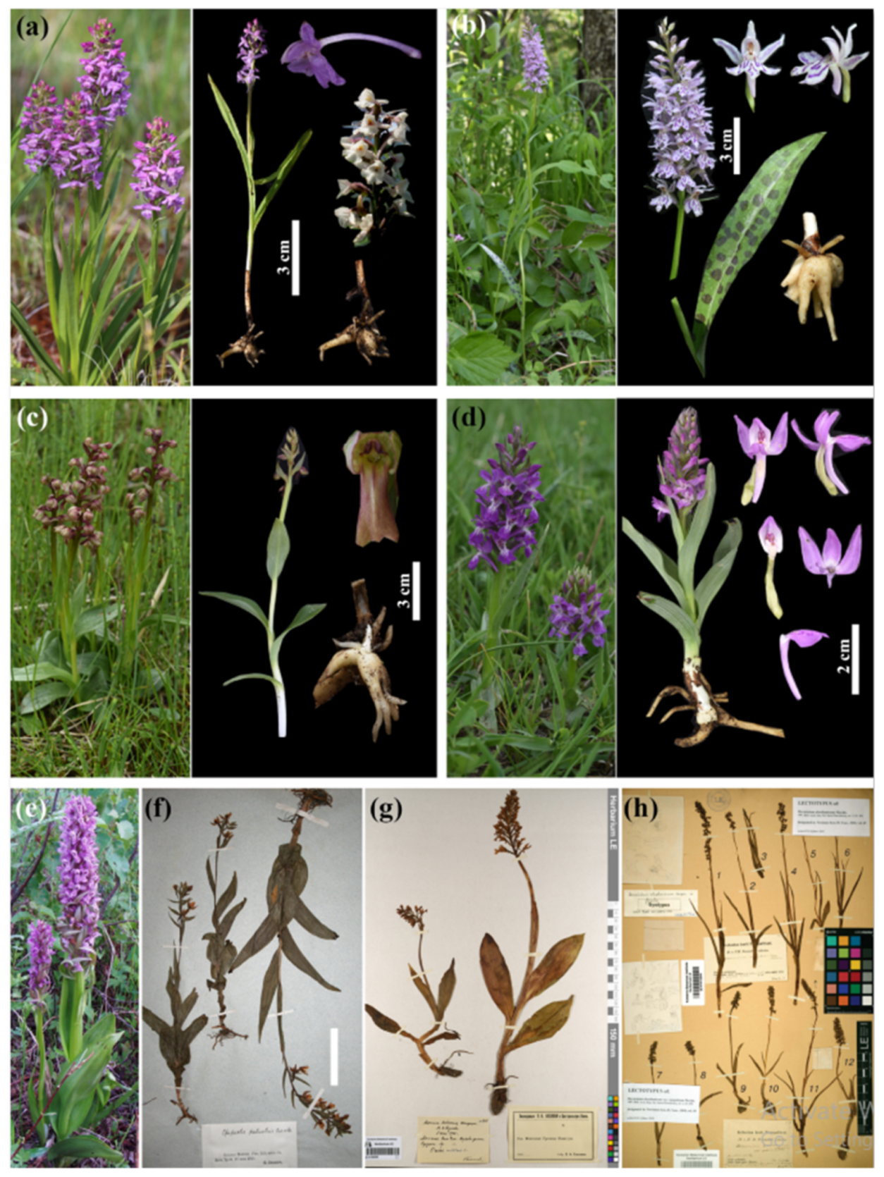 Diversity 13 00302 g003 Diversity 13 00302 g003