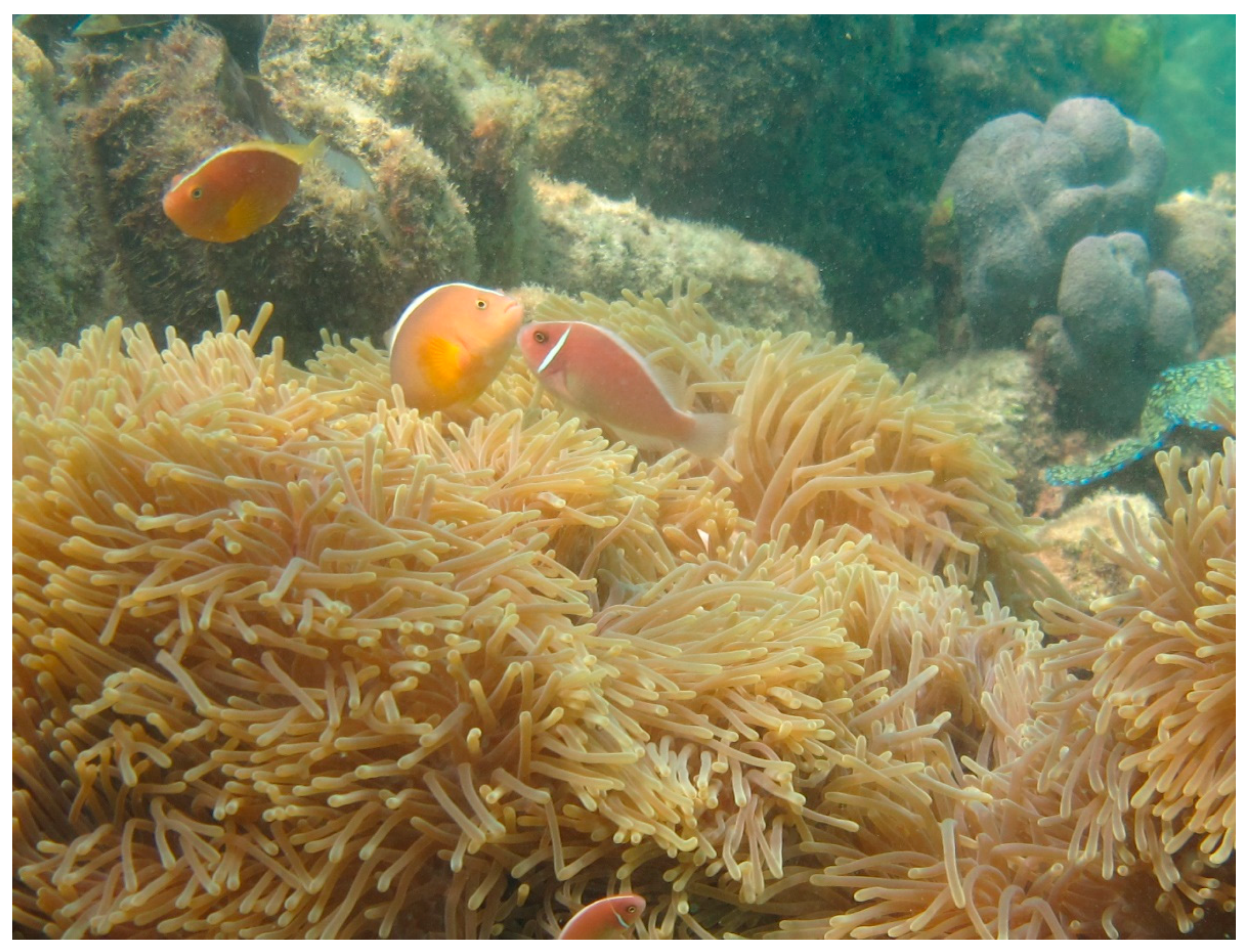 Diversity 13 00304 g001 550