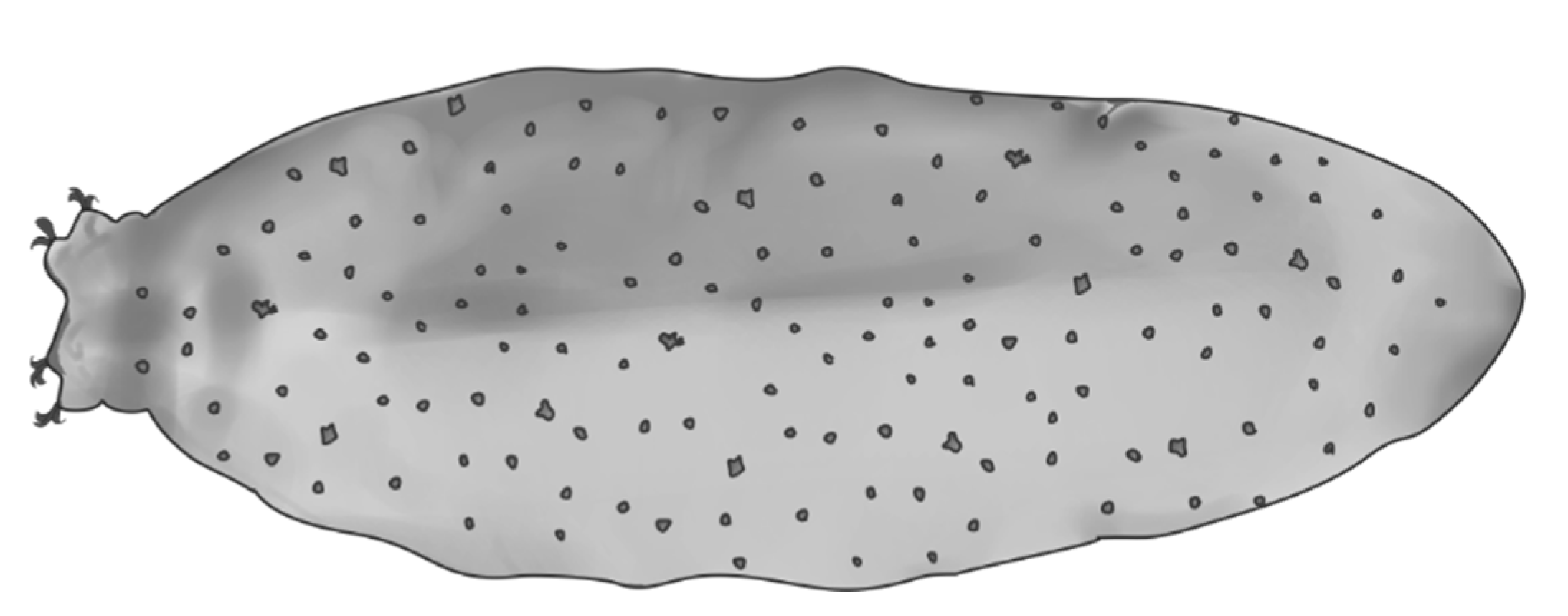 Diversity 13 00307 g007