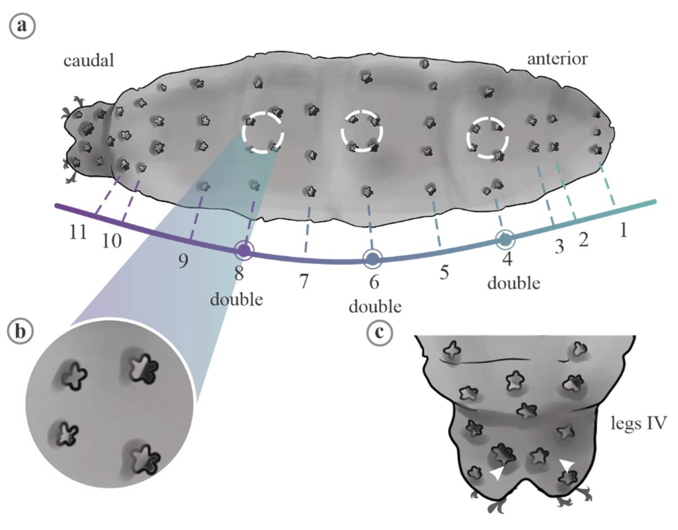 Diversity 13 00307 g008
