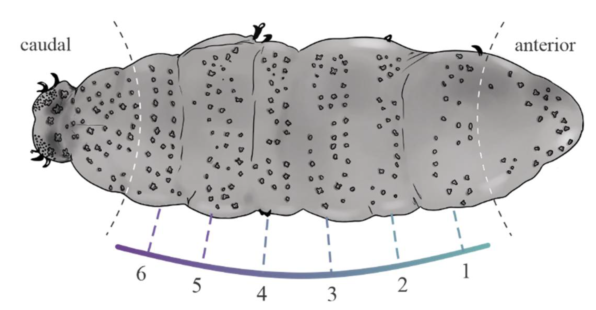 Diversity 13 00307 g009
