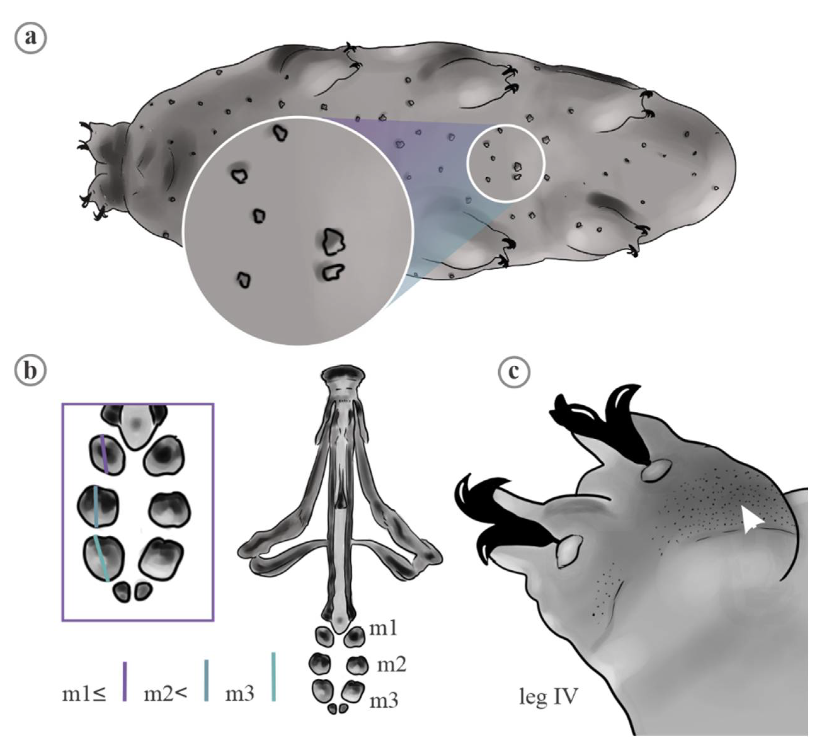 Diversity 13 00307 g010
