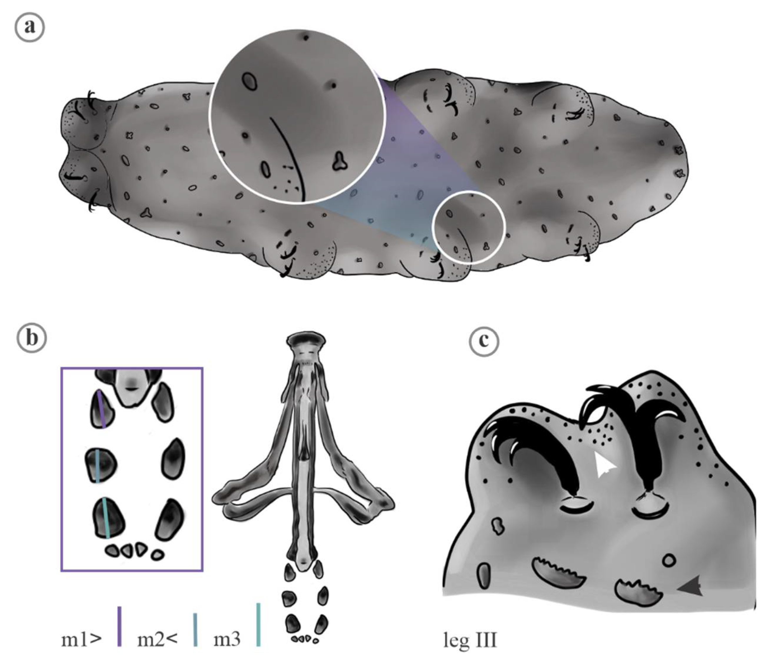 Diversity 13 00307 g011