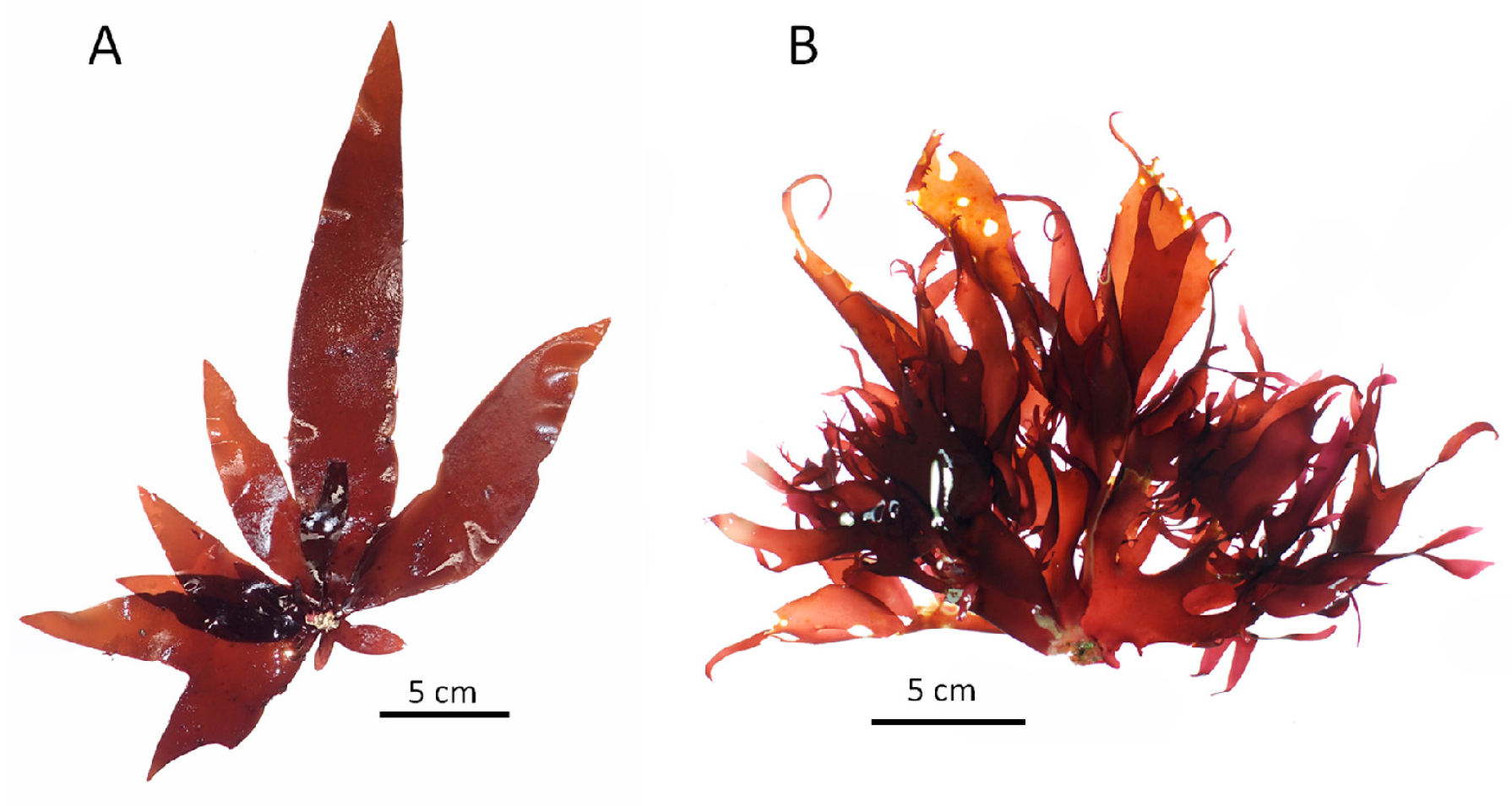 Diversity 13 00336 g002 550