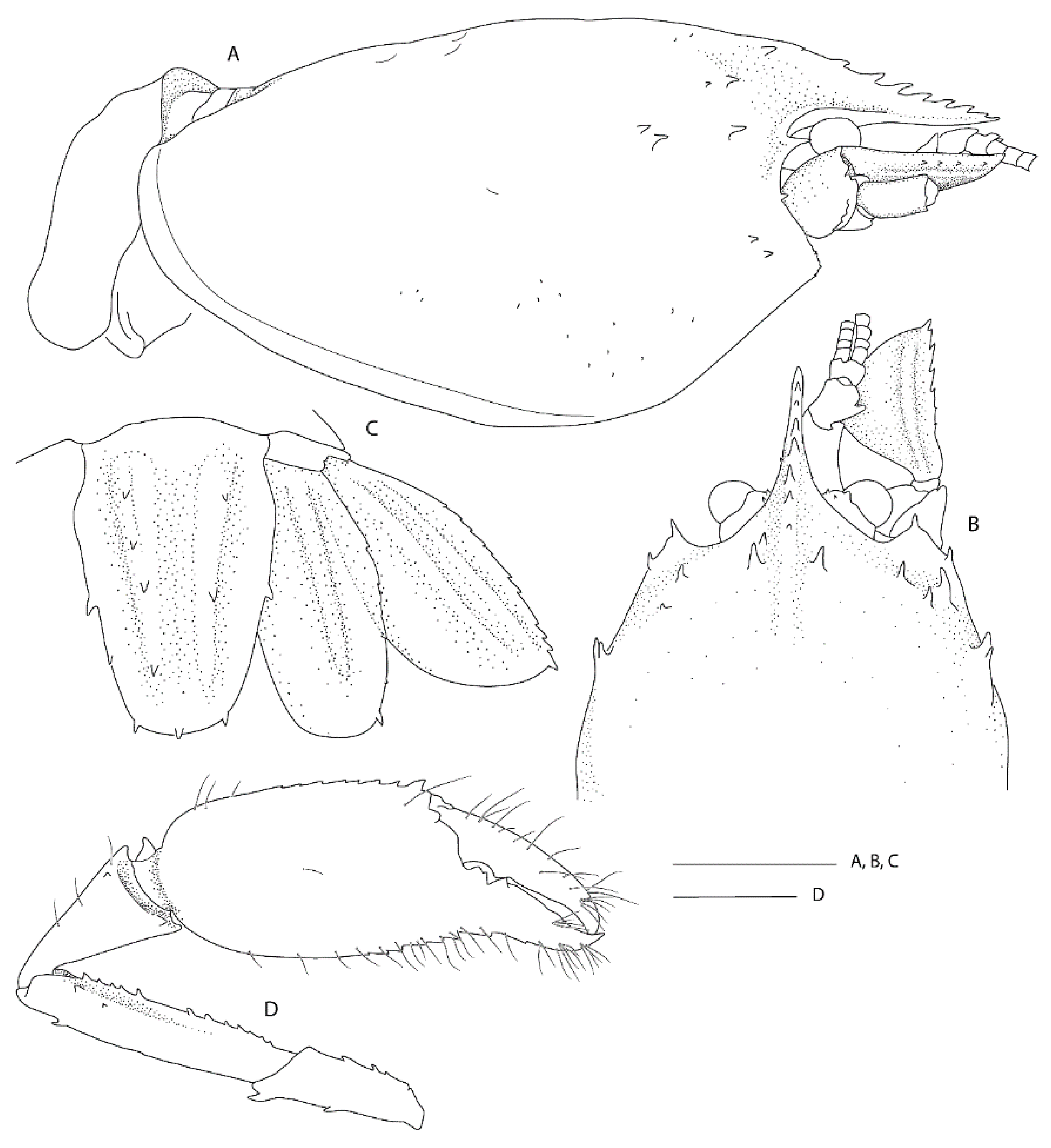 Diversity 13 00343 g004