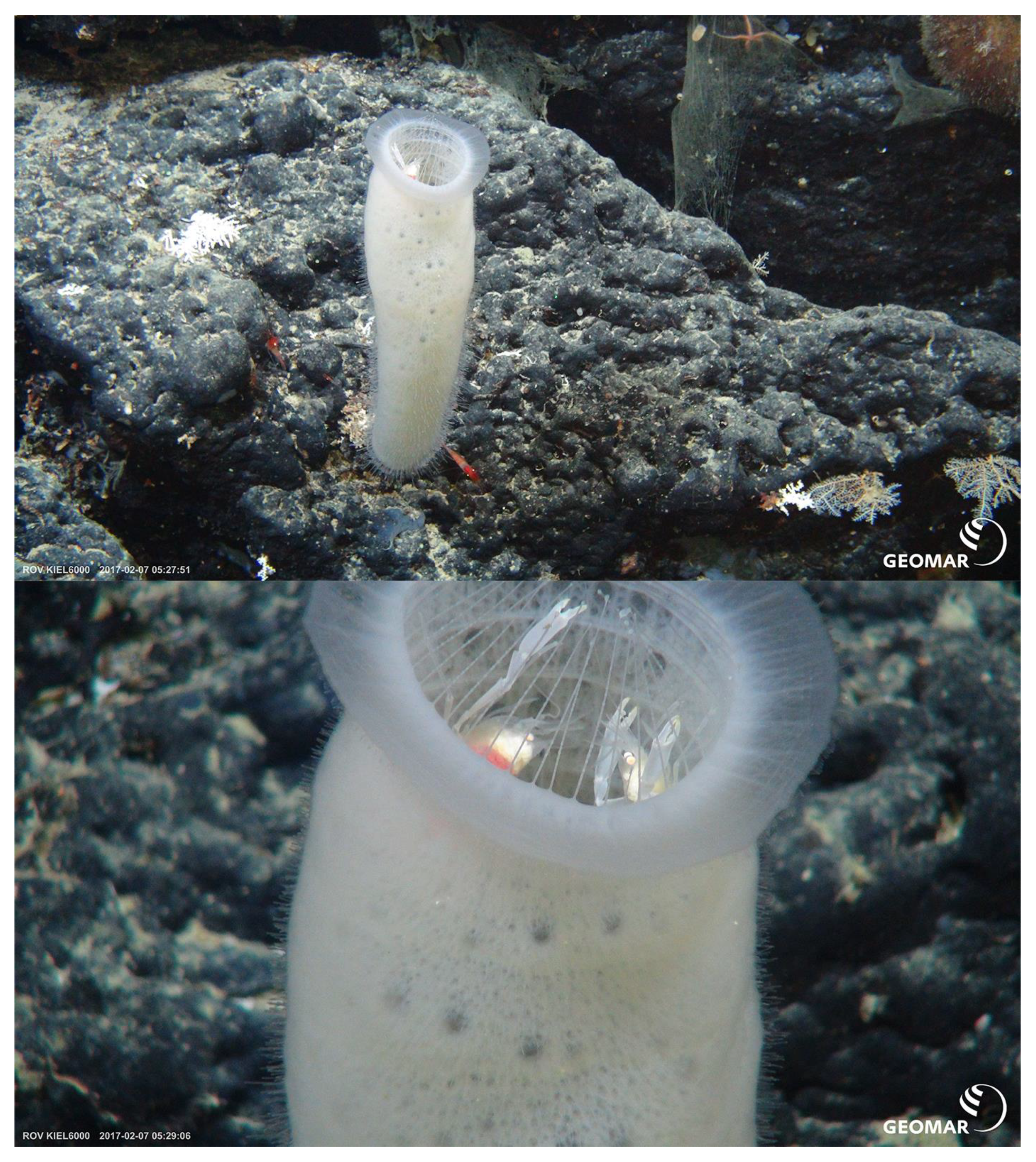 Diversity 13 00343 g015