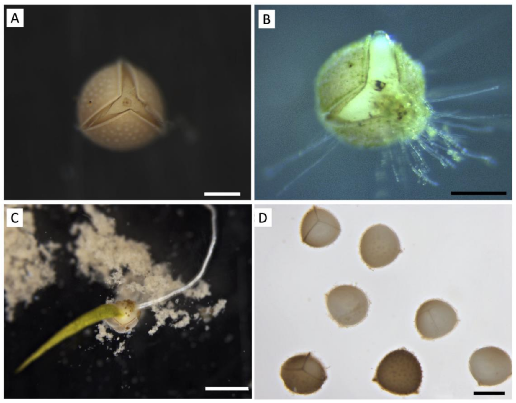 Diversity 13 00348 g002 550