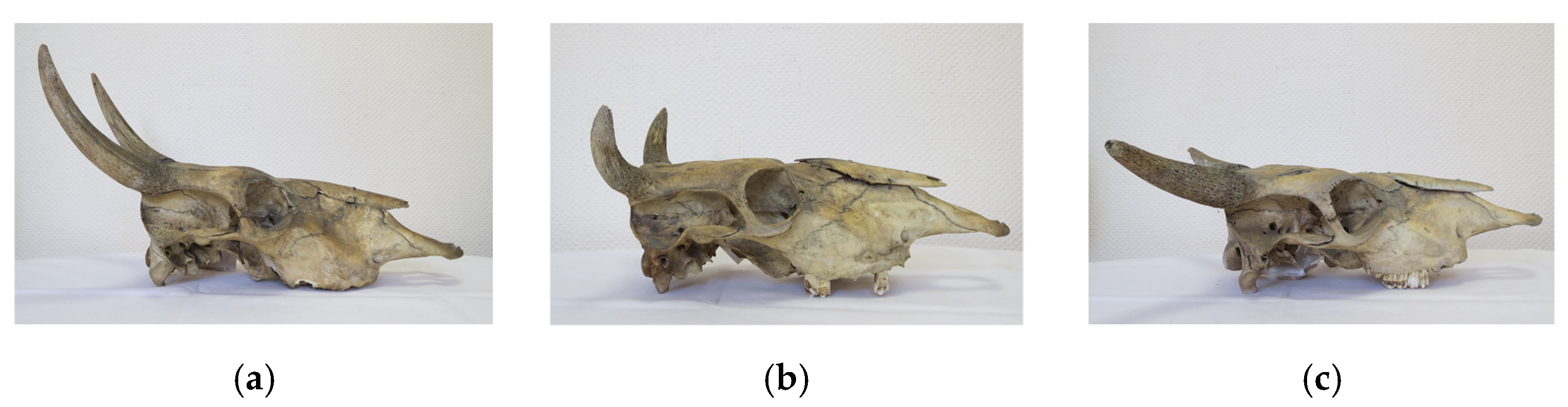 Diversity 13 00351 g001