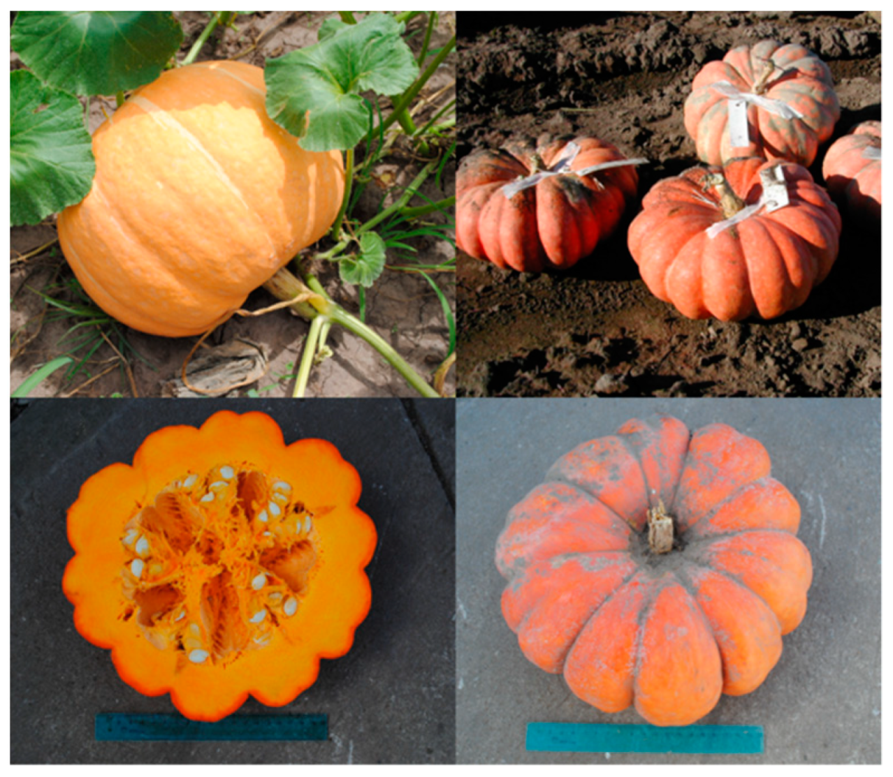 Diversity 13 00354 g011 Diversity 13 00354 g011