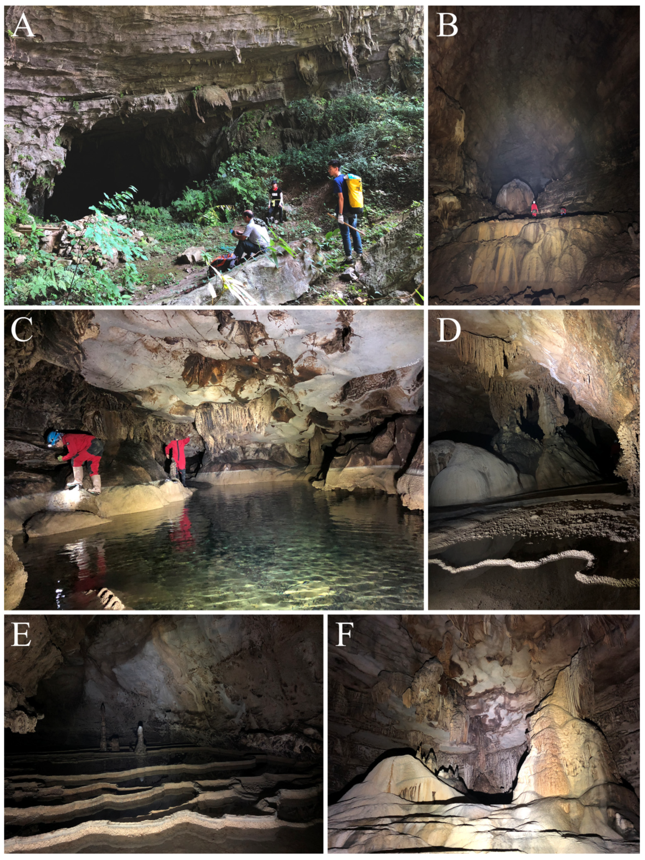 Diversity 13 00355 g003