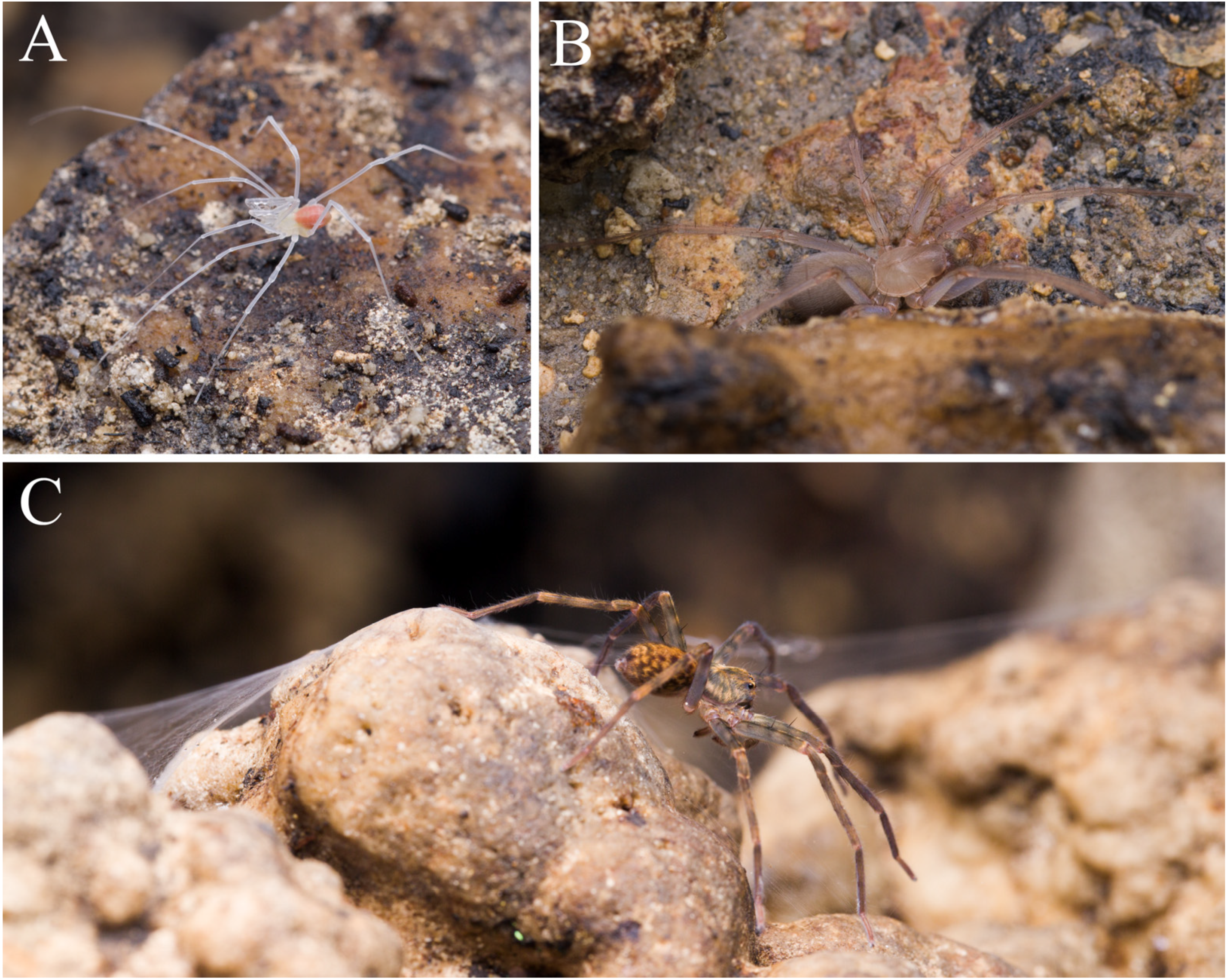 Diversity 13 00355 g005