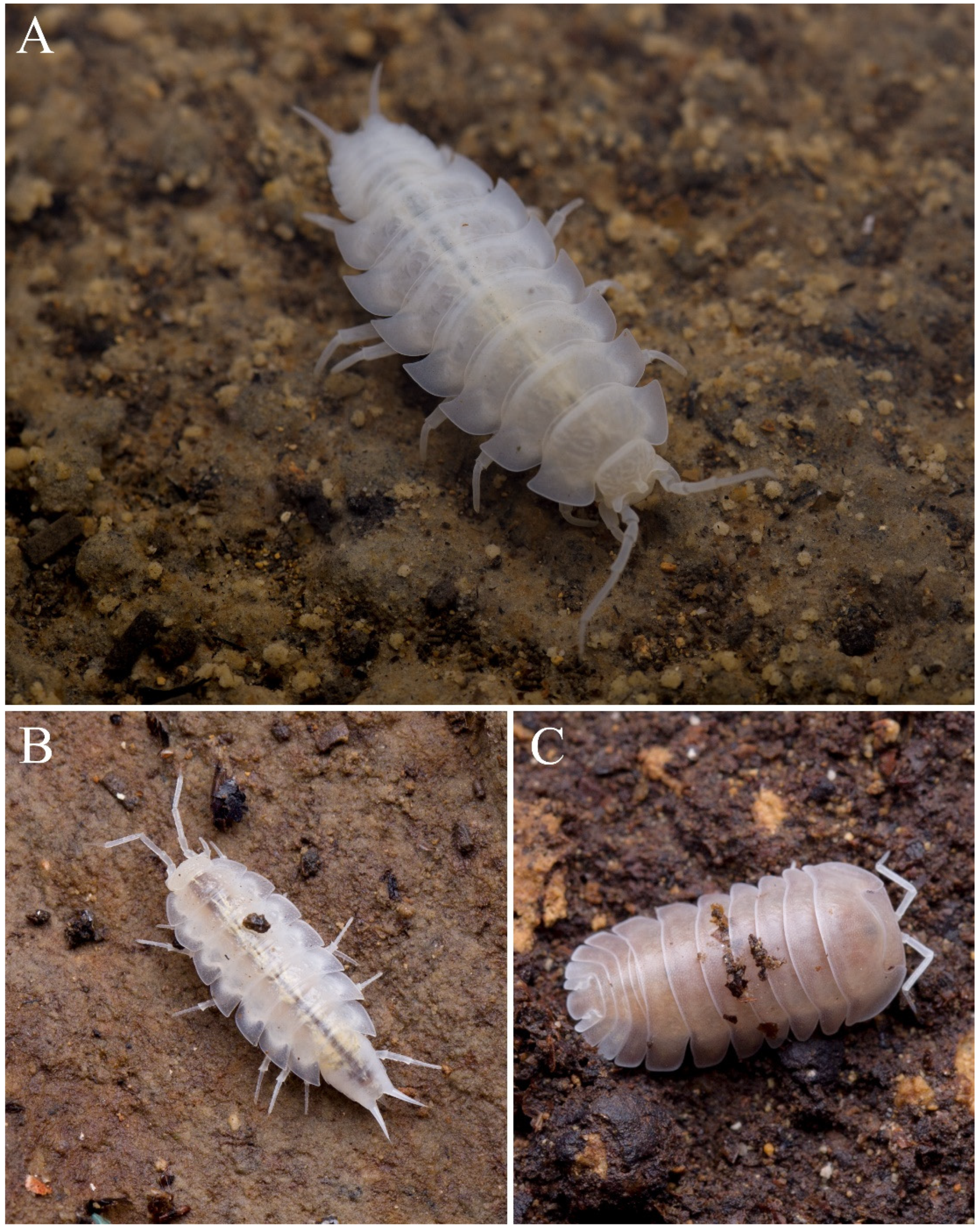 Diversity 13 00355 g006