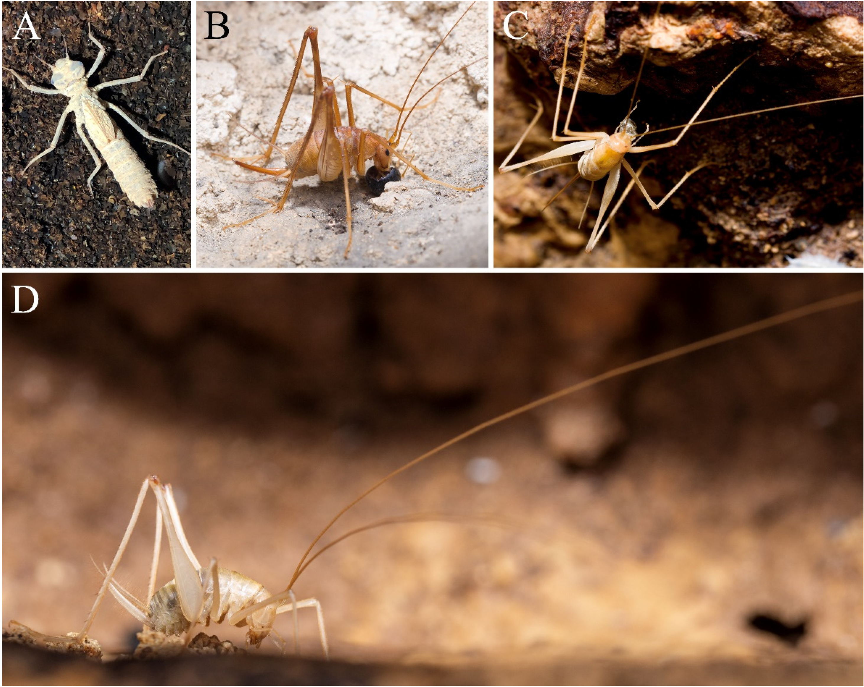 Diversity 13 00355 g007