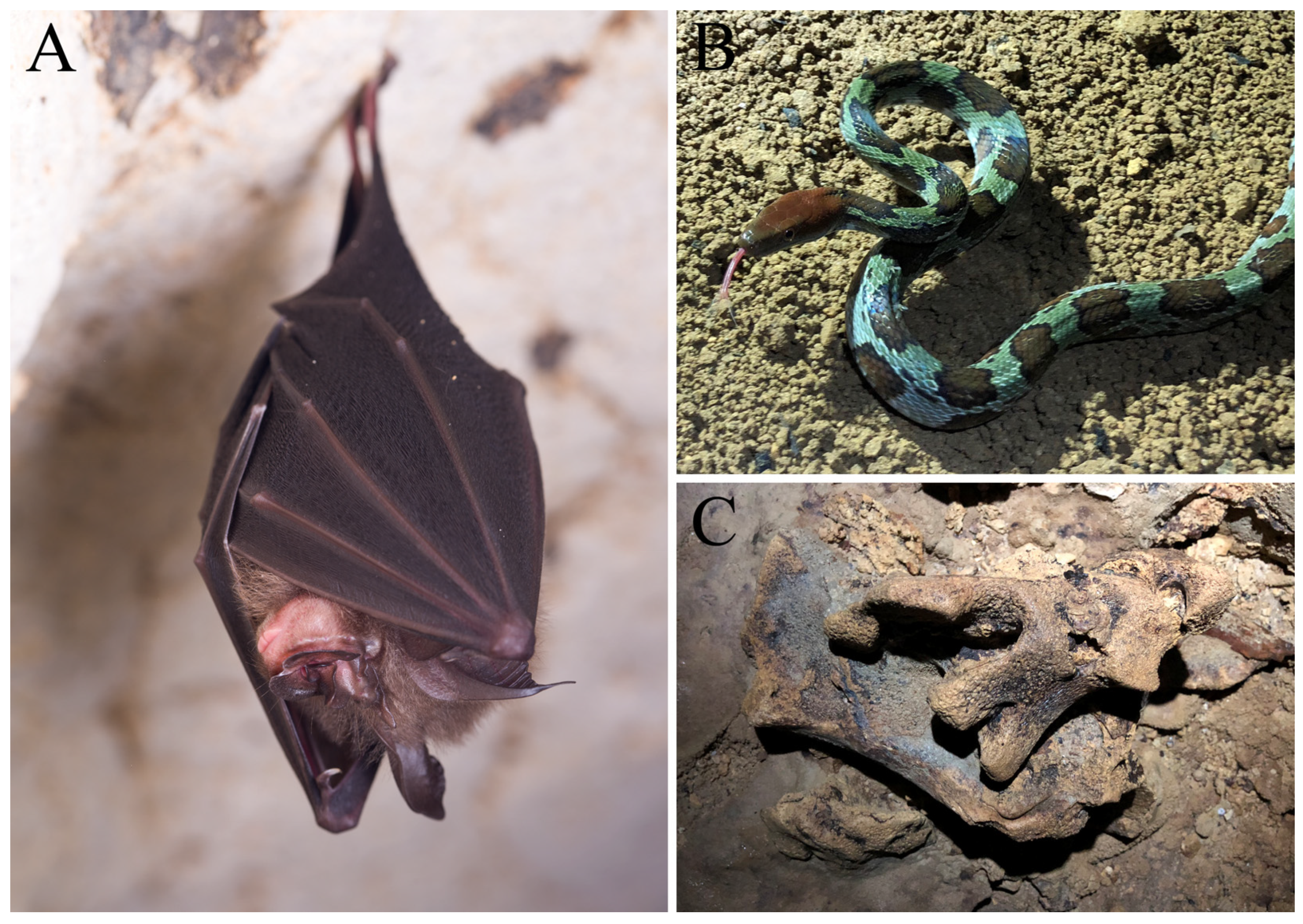 Diversity 13 00355 g010