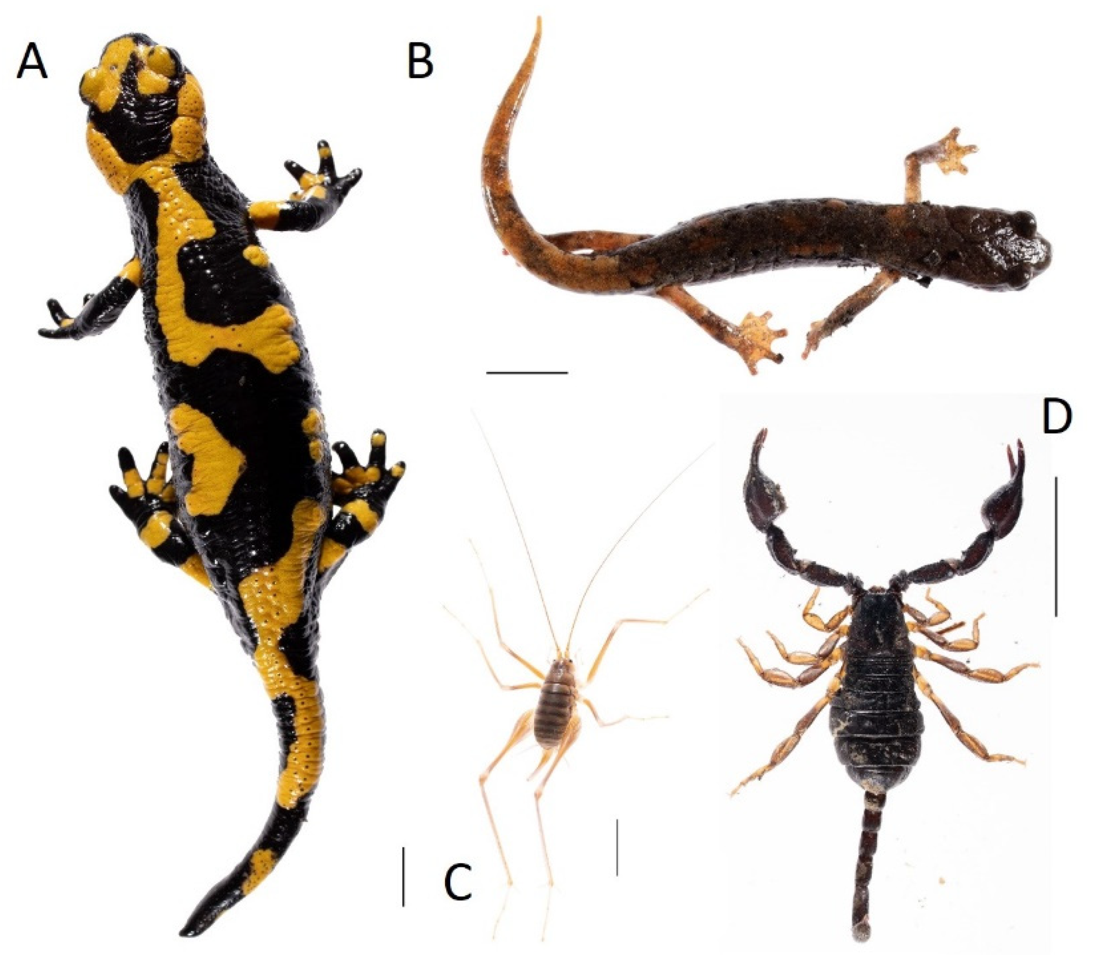 Diversity 13 00356 g003 550