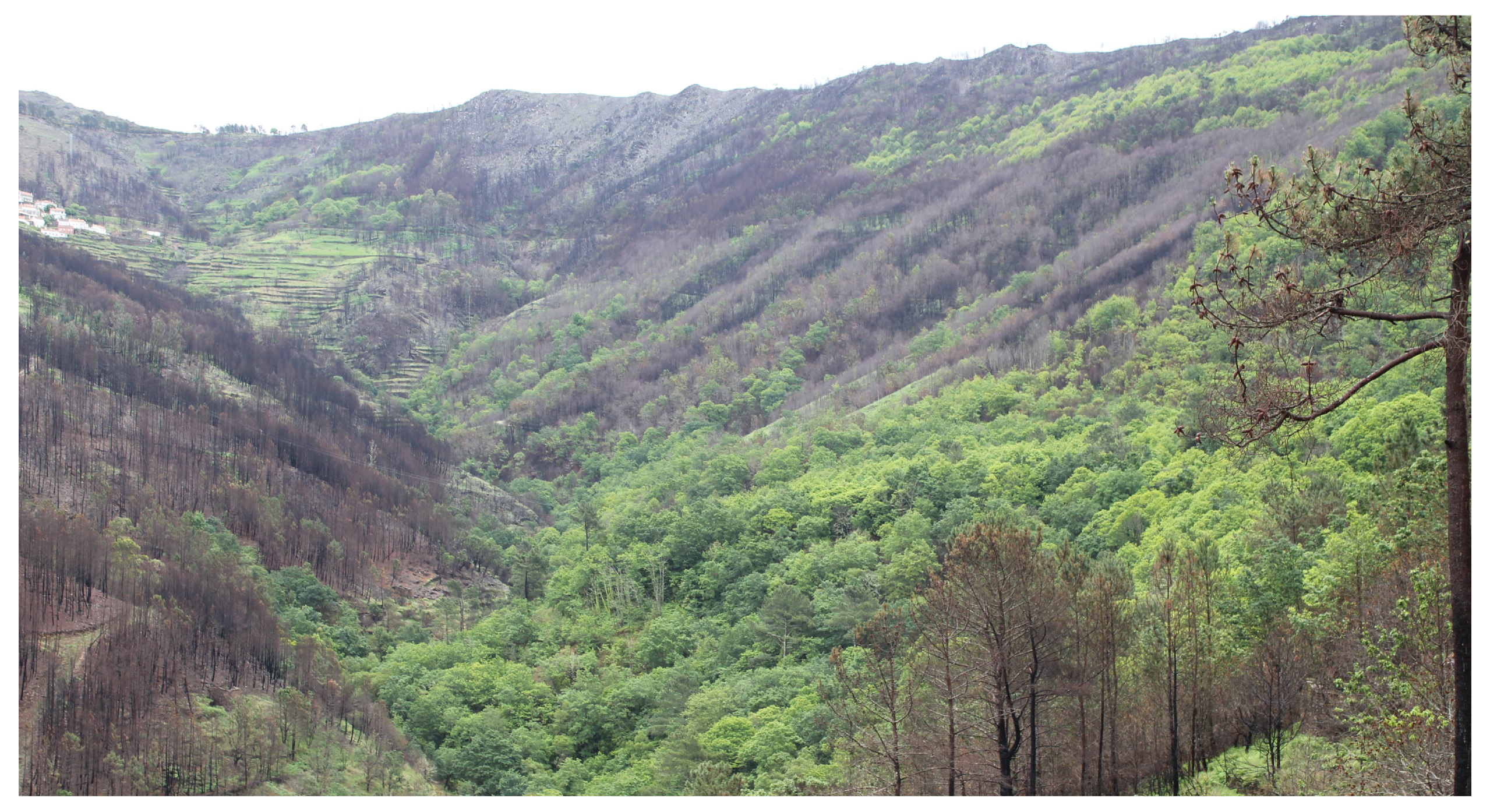 Diversity 13 00359 g001