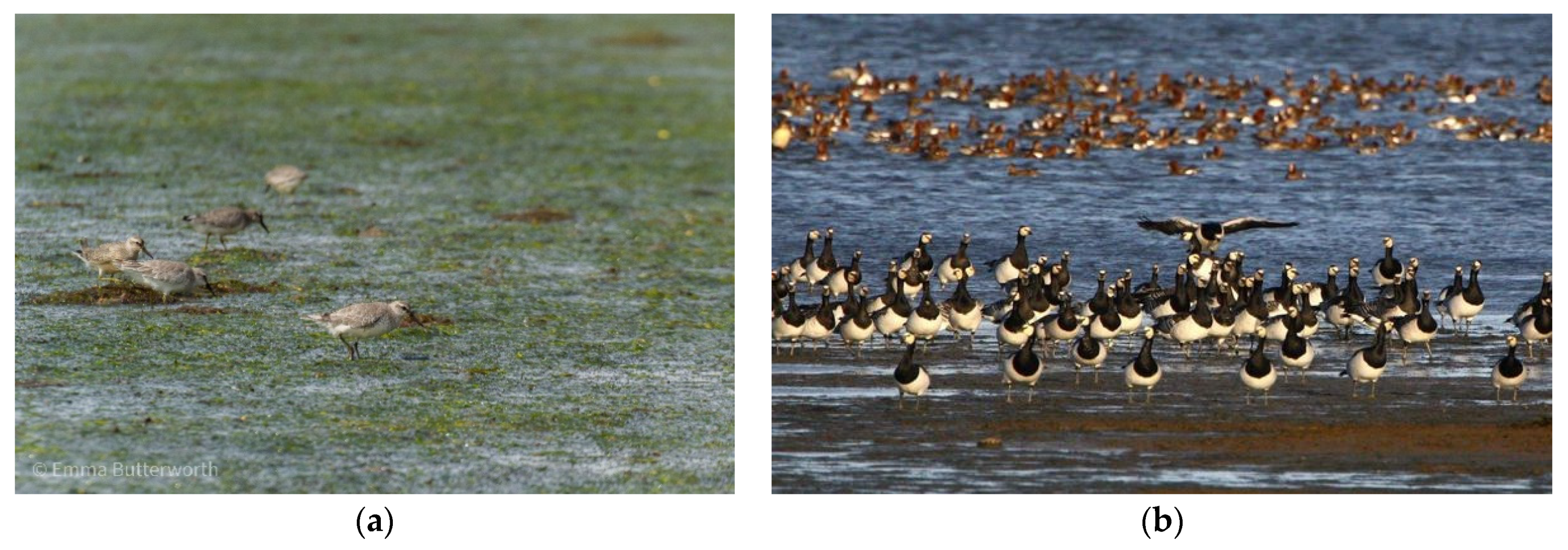 Diversity 13 00363 g002 Diversity 13 00363 g002