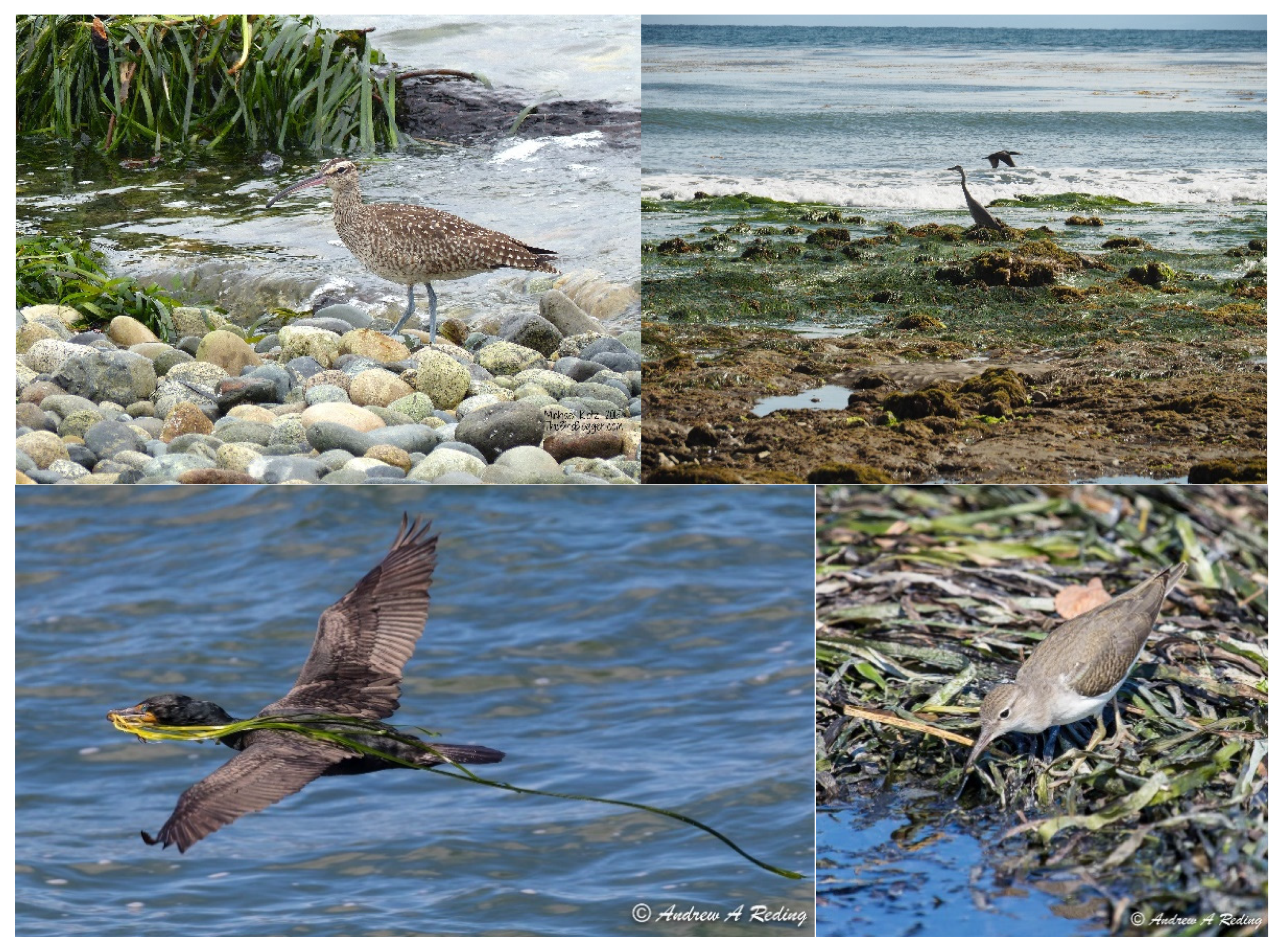 Diversity 13 00363 g003 Diversity 13 00363 g003