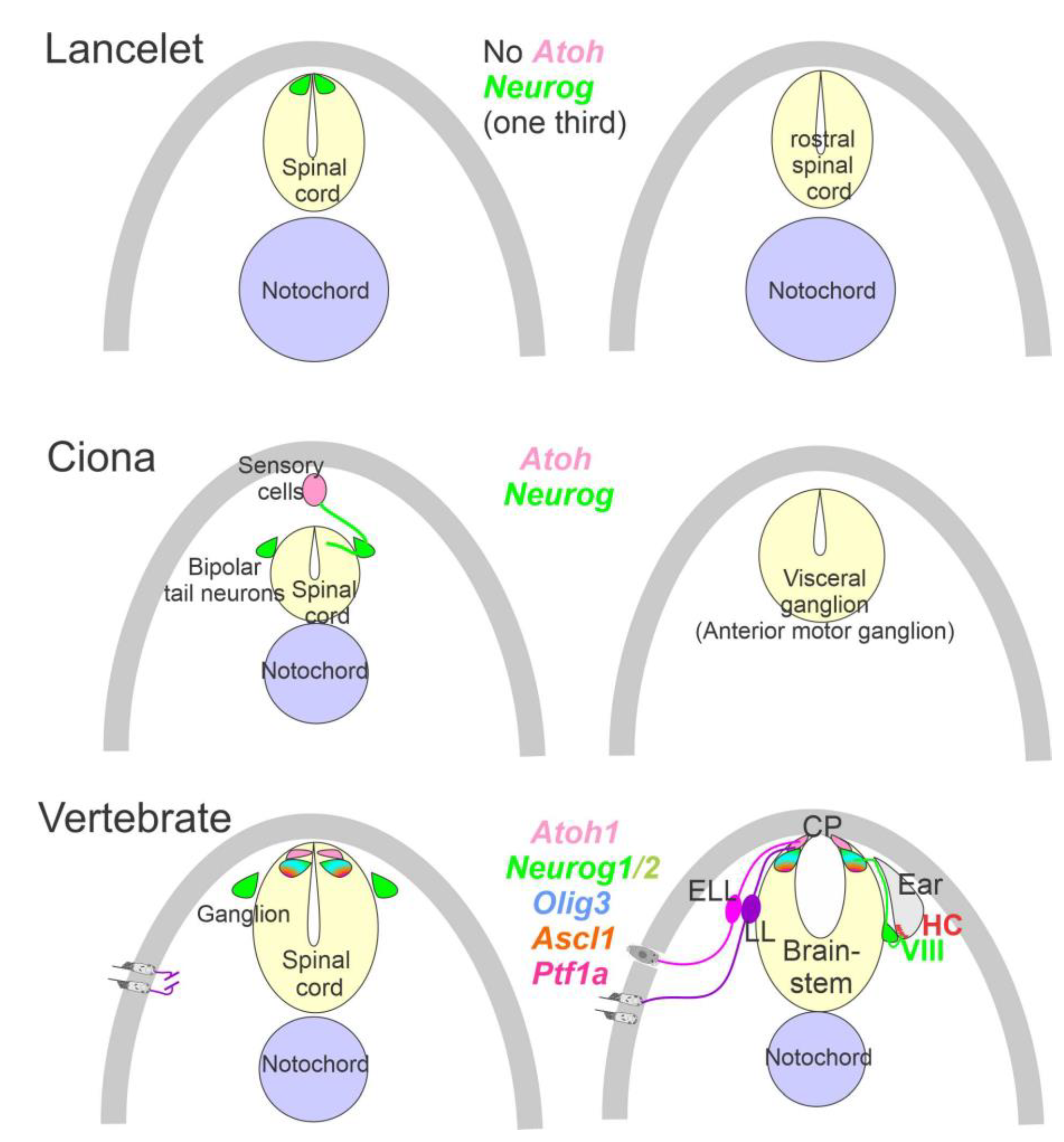 Diversity 13 00364 g002 Diversity 13 00364 g002