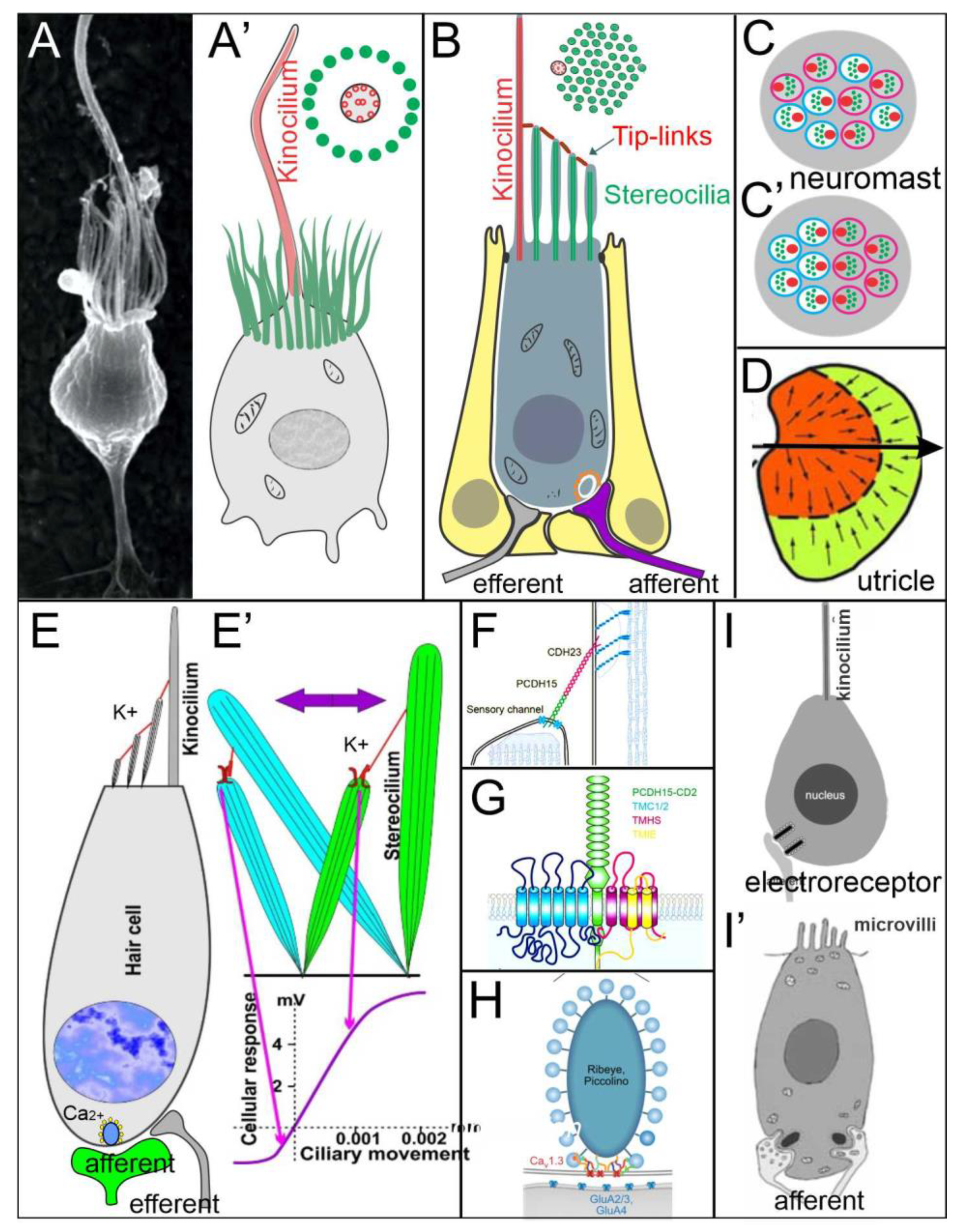 Diversity 13 00364 g005 Diversity 13 00364 g005