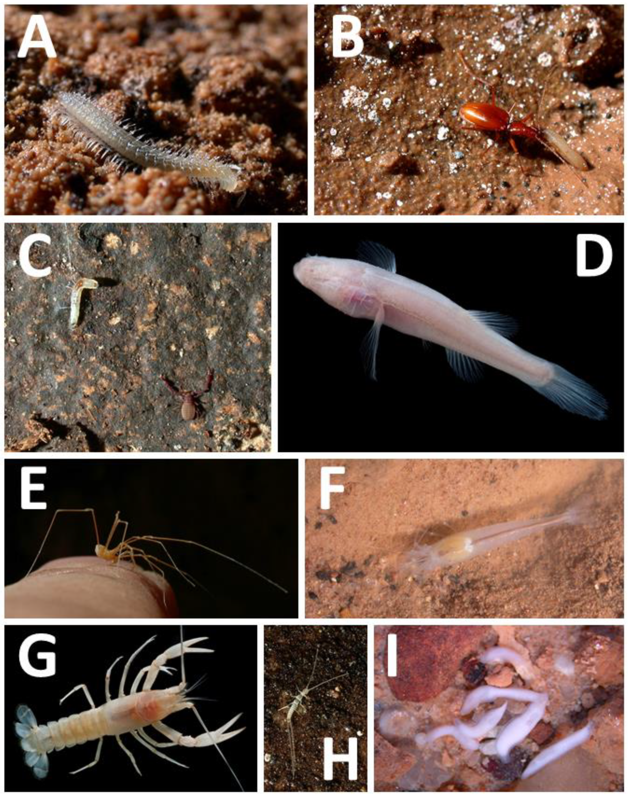 Diversity 13 00373 g002 Diversity 13 00373 g002