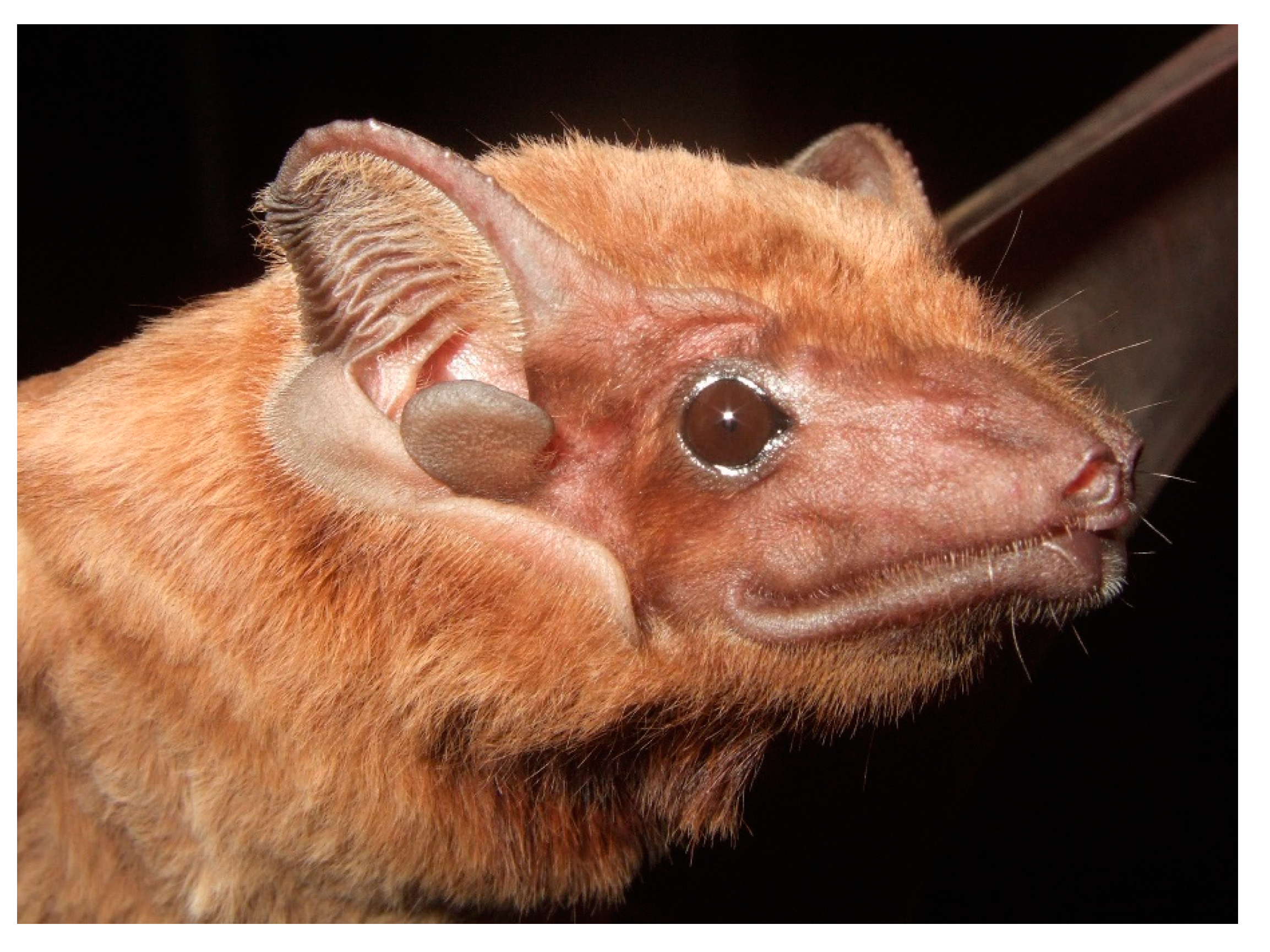 Diversity 13 00376 g004 Diversity 13 00376 g004