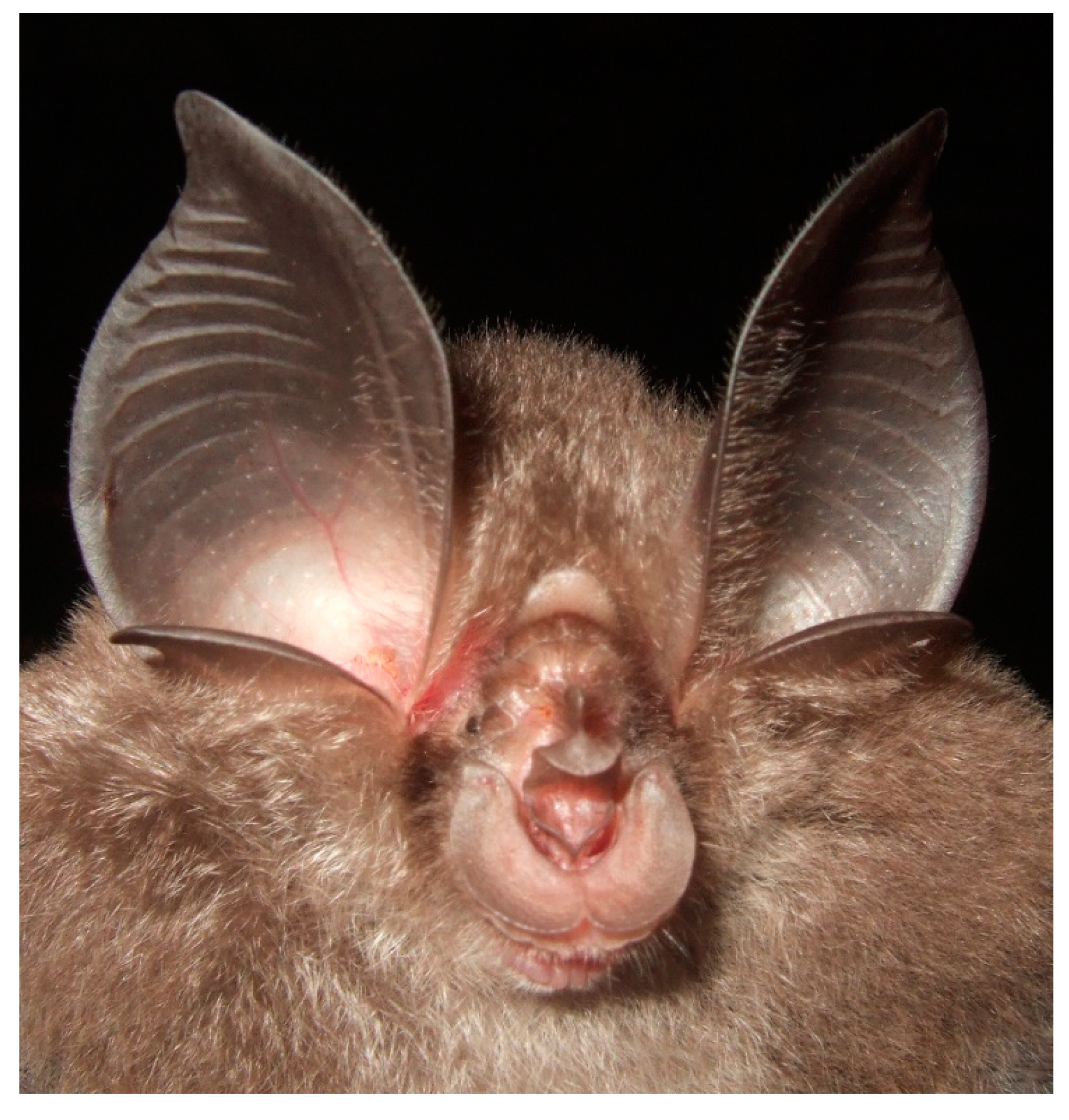 Diversity 13 00376 g006 Diversity 13 00376 g006